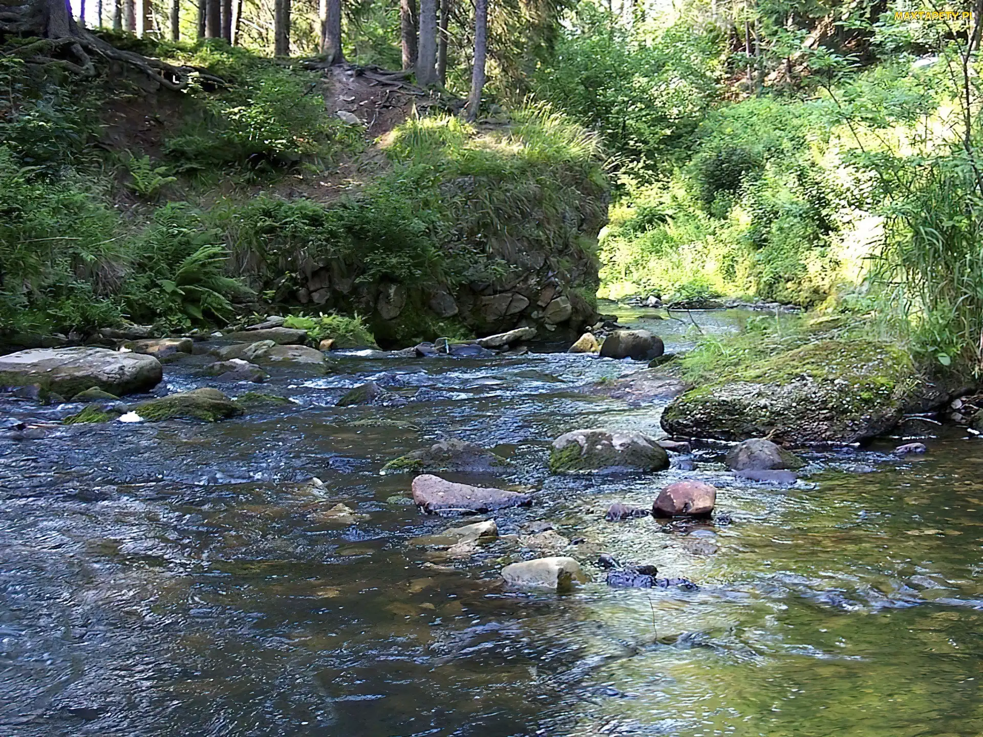 Las, Trawa, Woda, Kamienie