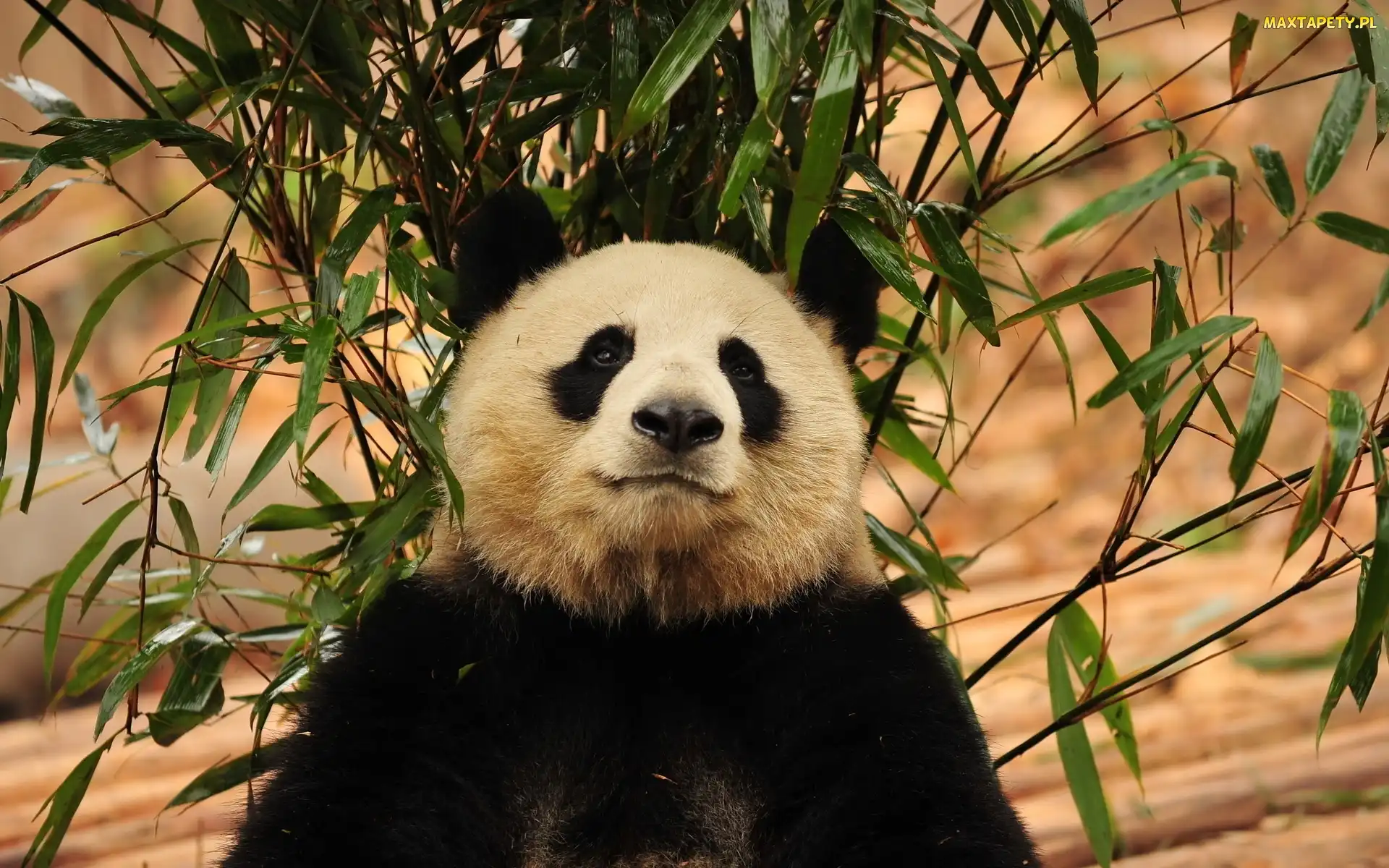 Listki, Gałęzie, Miś, Panda