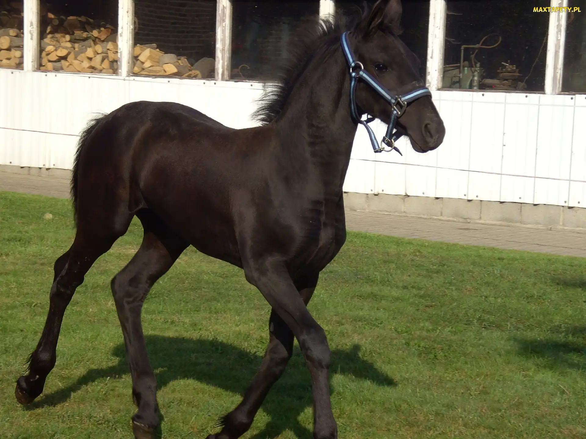 Konik, Trawa, Czarny
