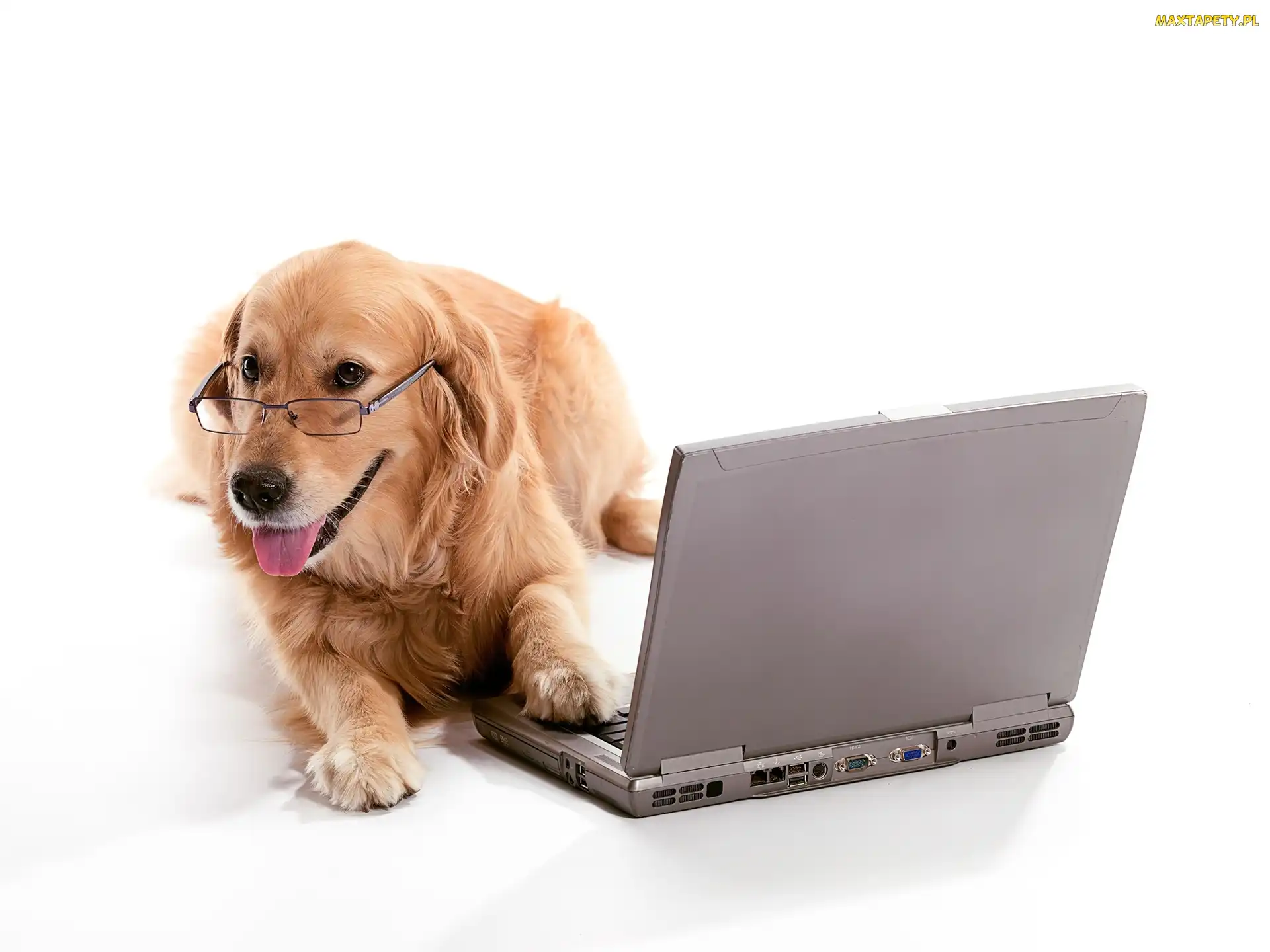 Golden retriever, Laptop, Pies