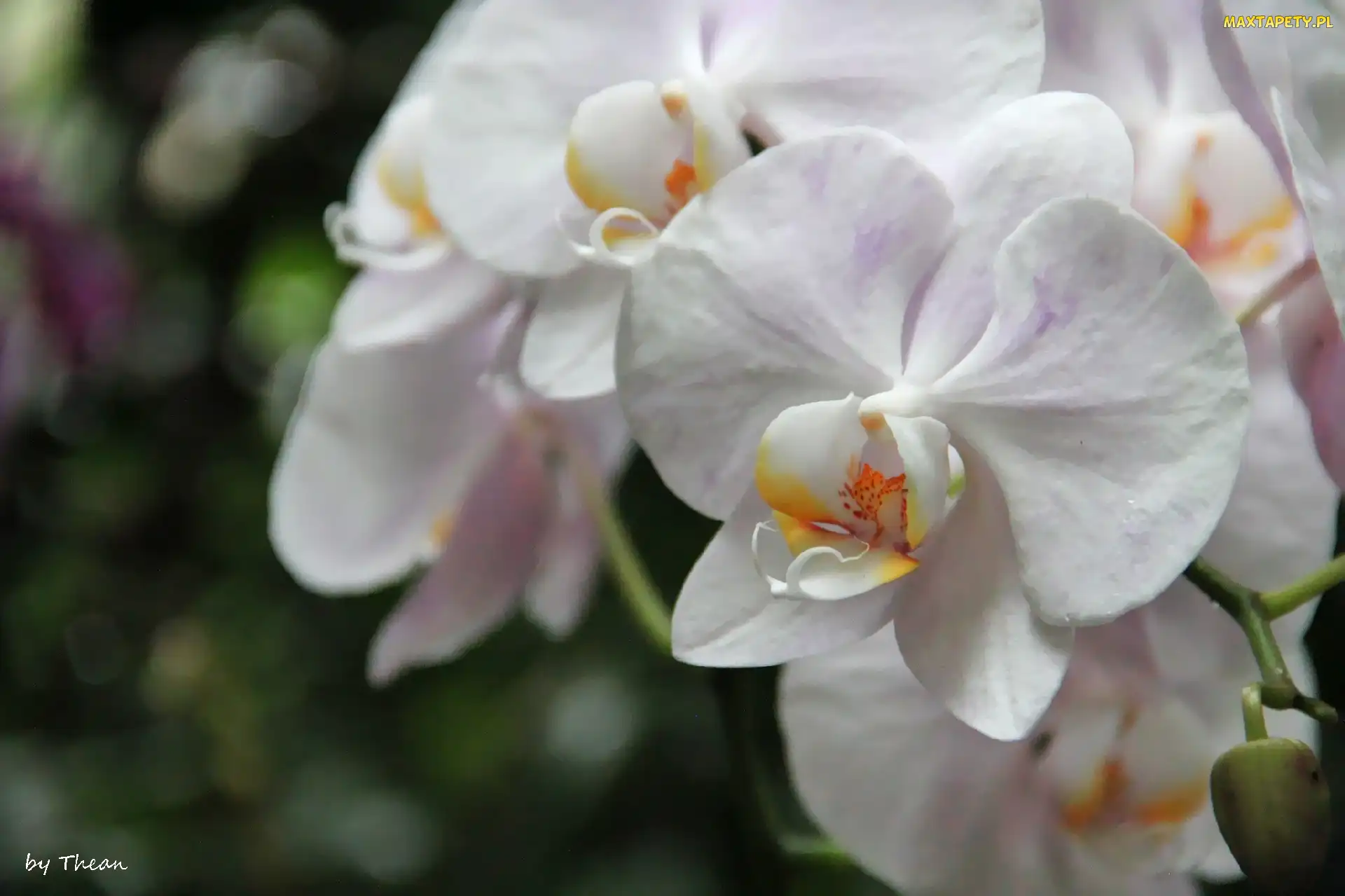 Orchidea, Storczyk, Biała