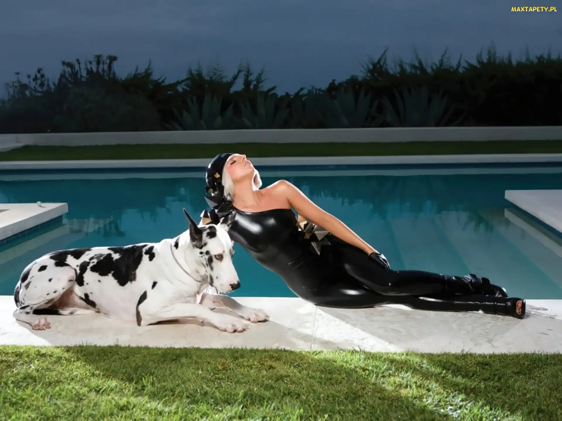 Lady, Basen, Pies, Dog, Gaga