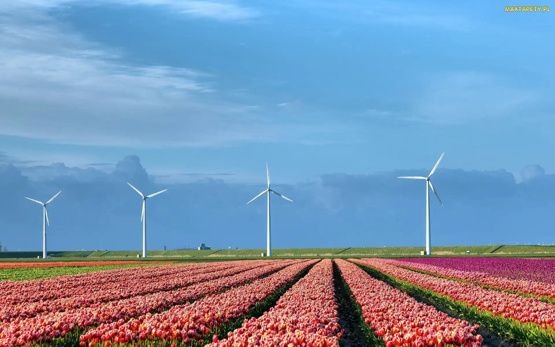 Wiatraki, Tulipany, Holandia