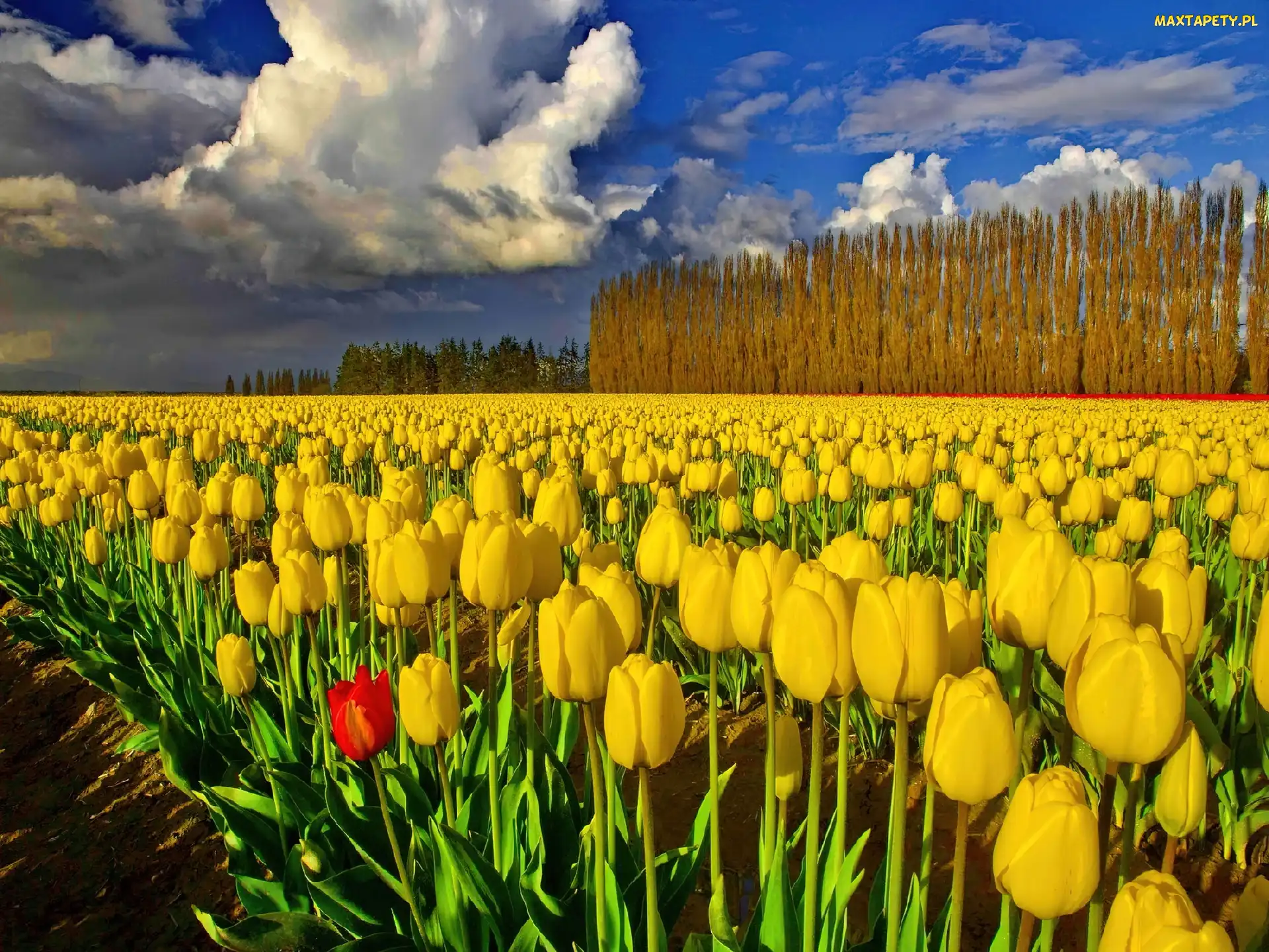 Żółtych, Tulipanów, Pola