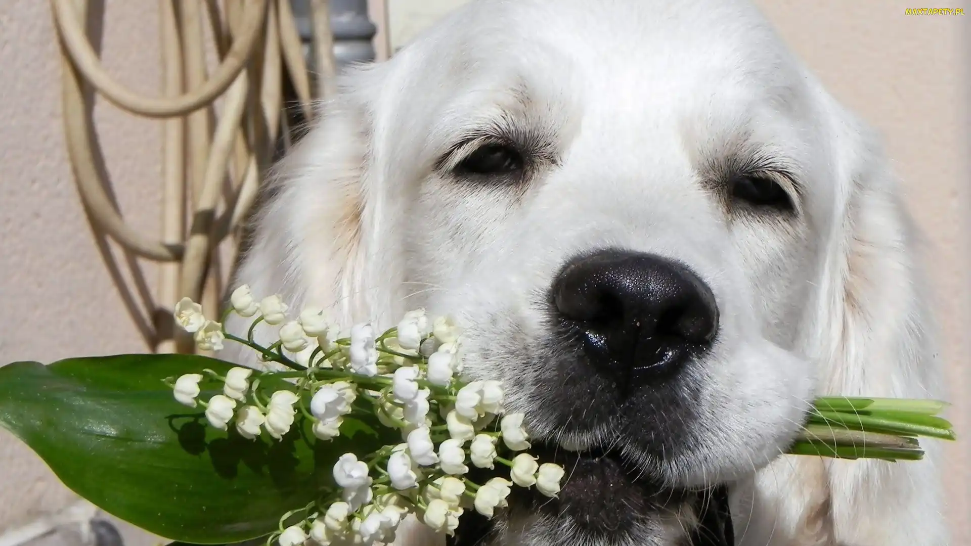 Golden retriever, Konwalie, Pies