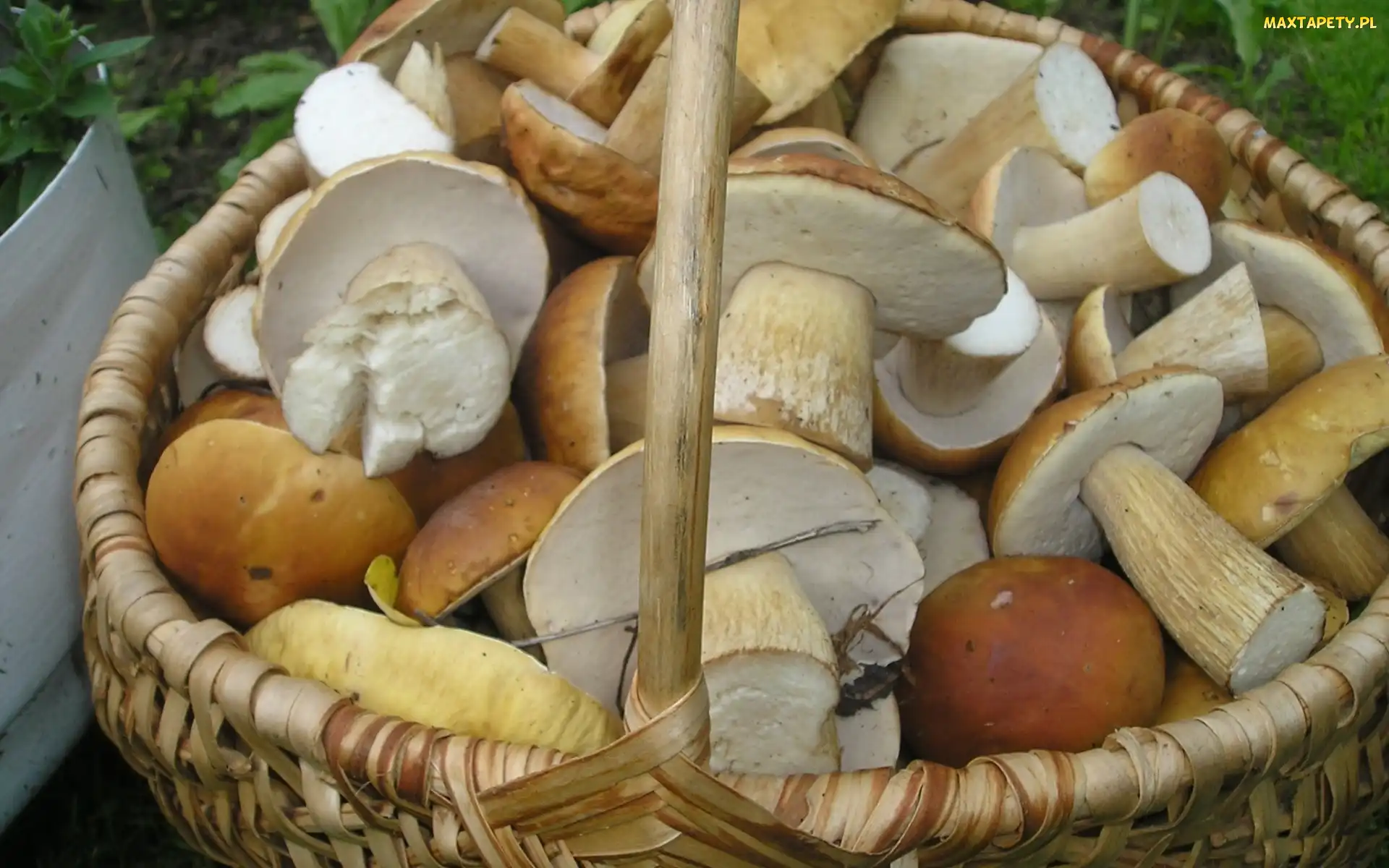 Leśne, Grzyby, Kosz, Dorodne