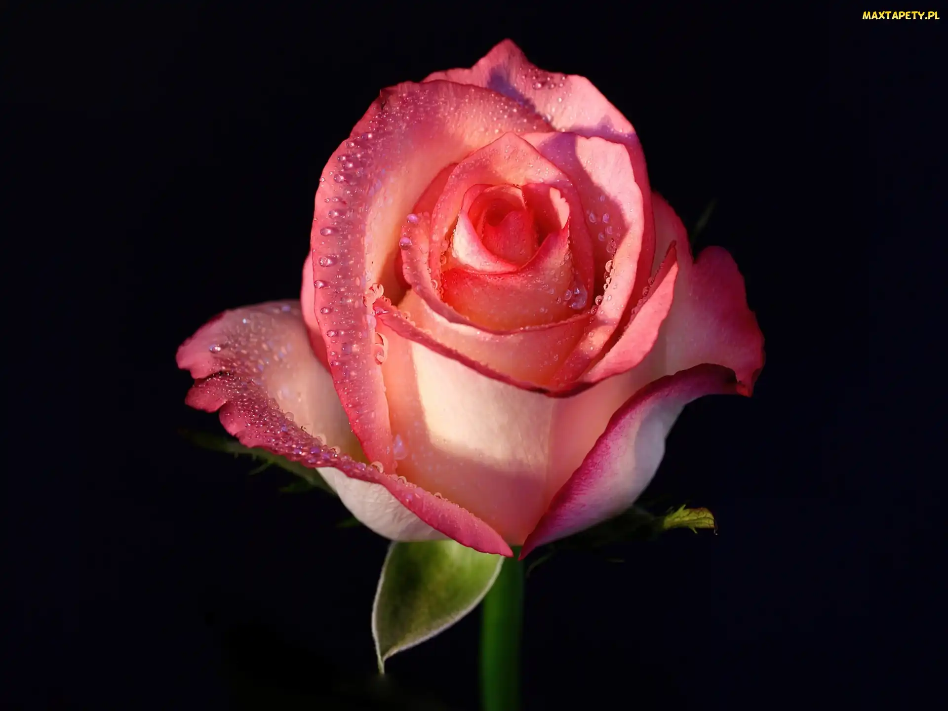 Róży, Rosa, Kwiat