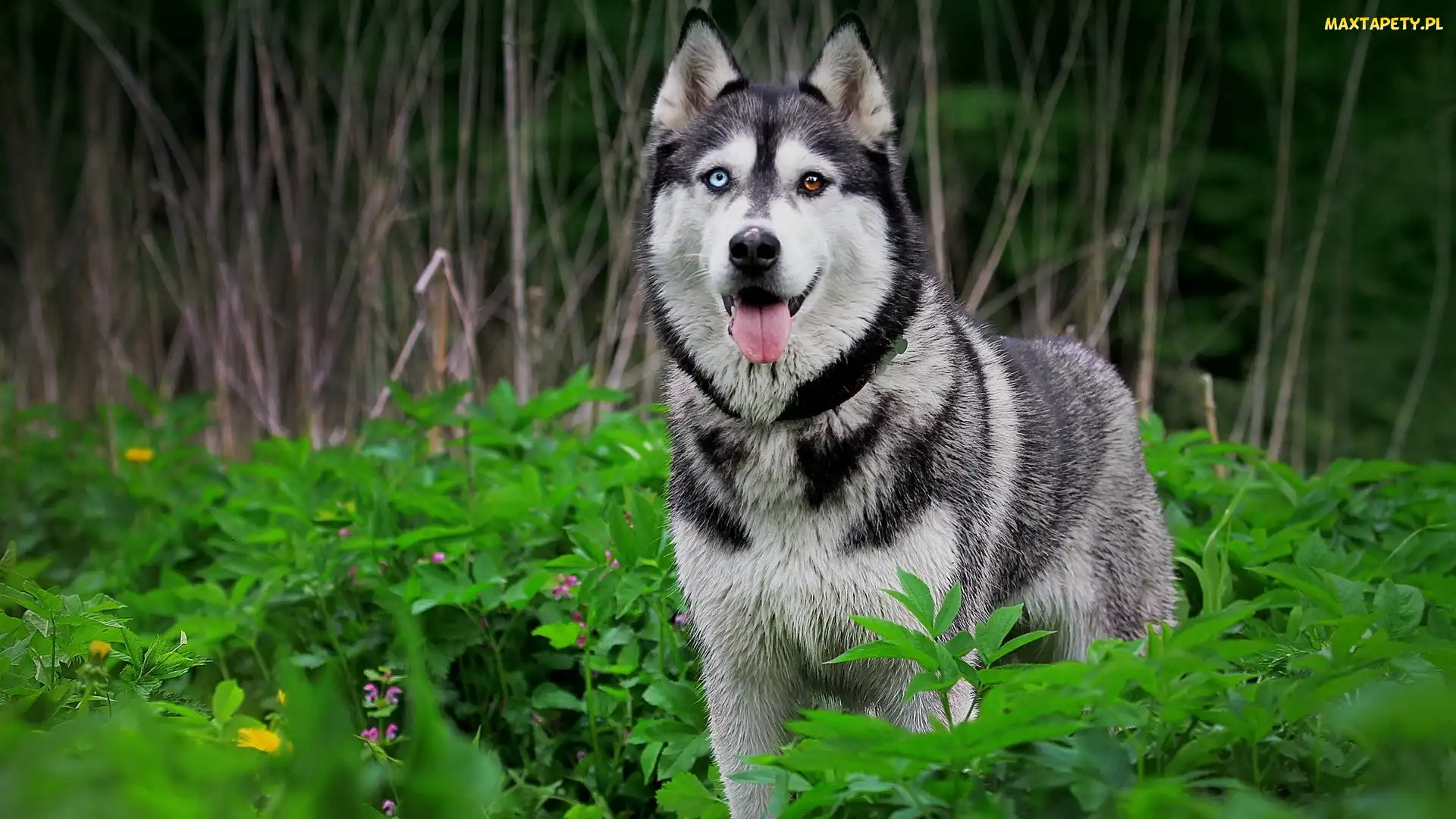 Pies, Siberian Husky, Las