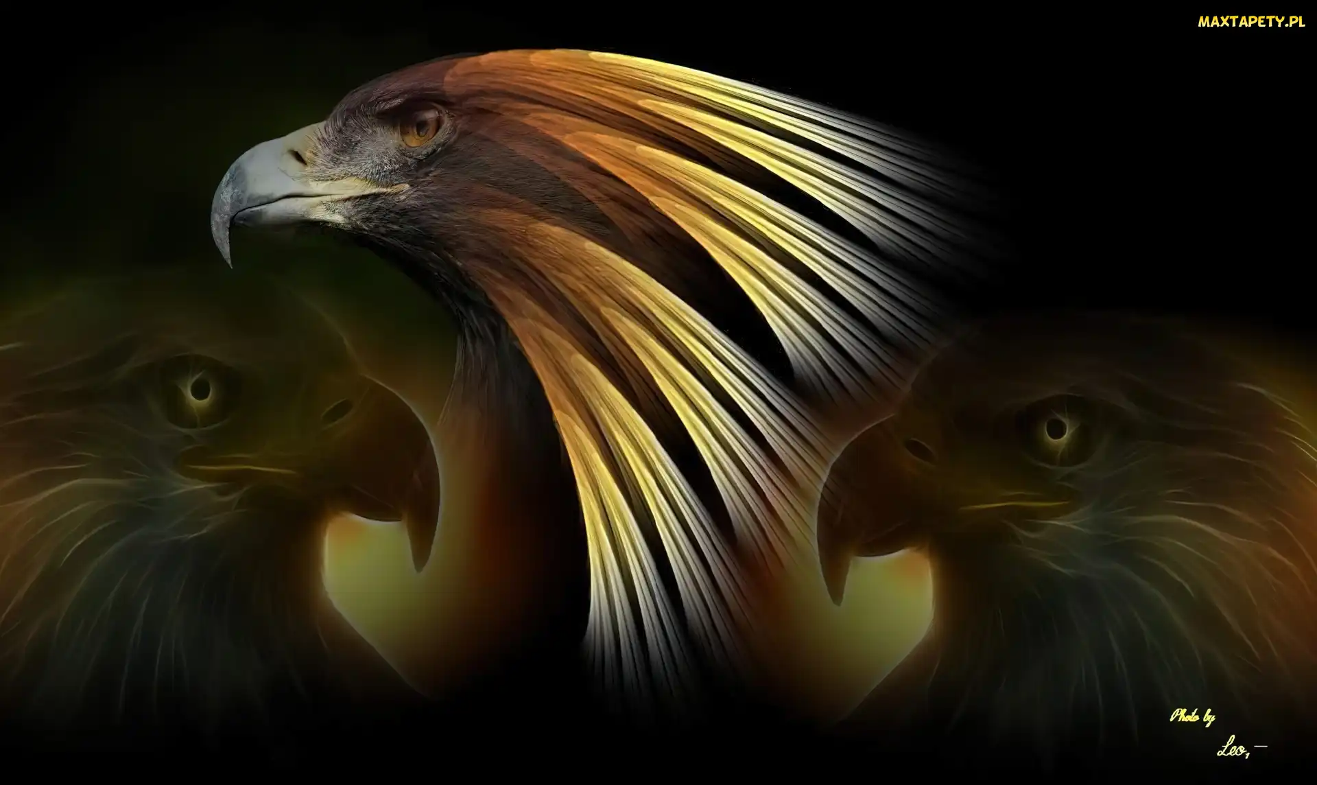 Głowa, Fractalius, Orły