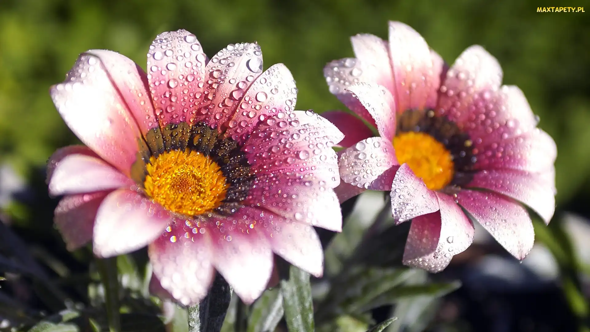Krople, Rosy, Kwiaty