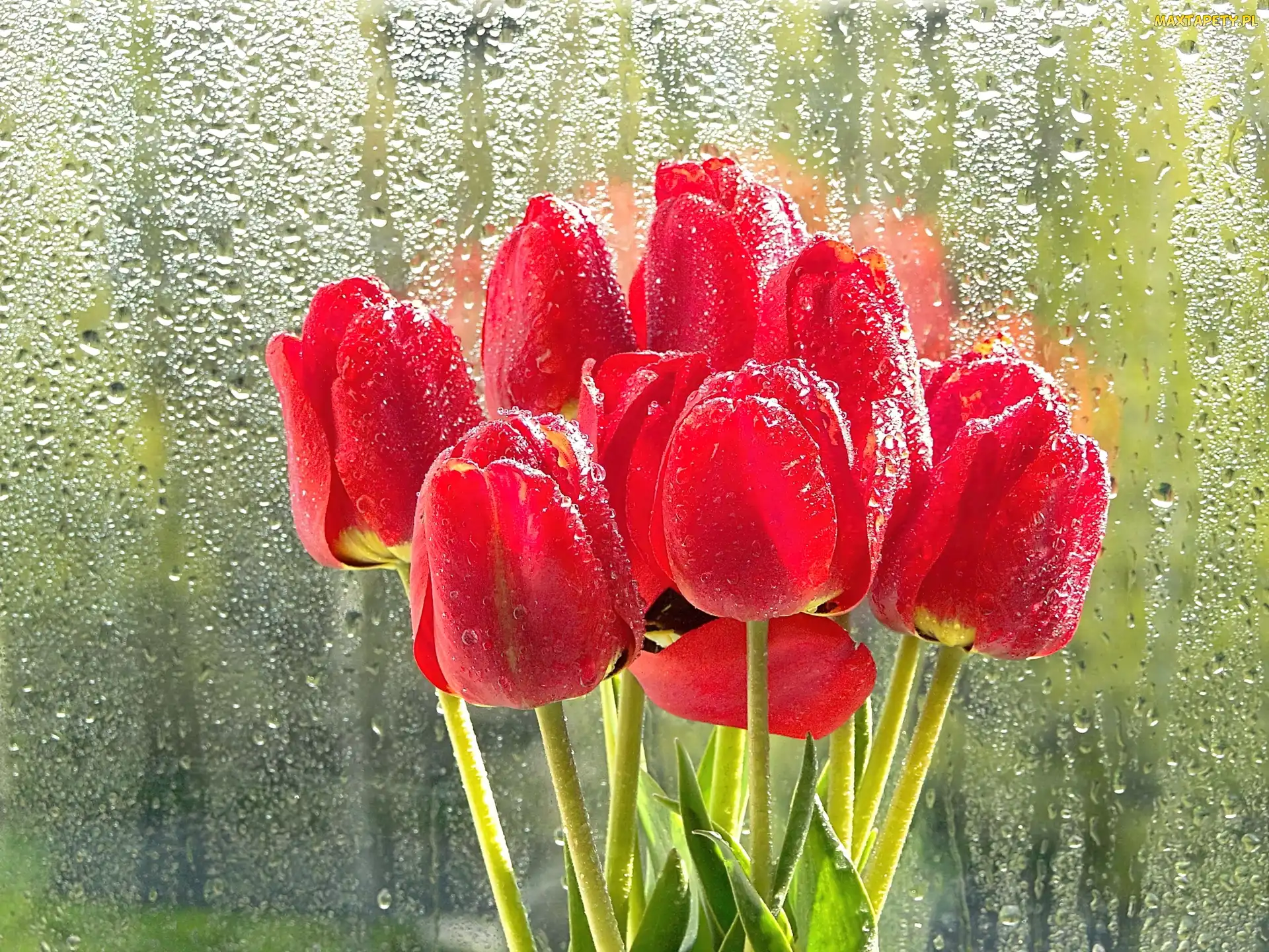 Deszcz, Szyba, Czerwone, Tulipany
