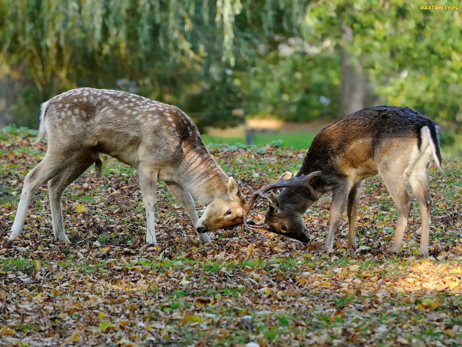 Walka, Jelonki, Dwa, Młode