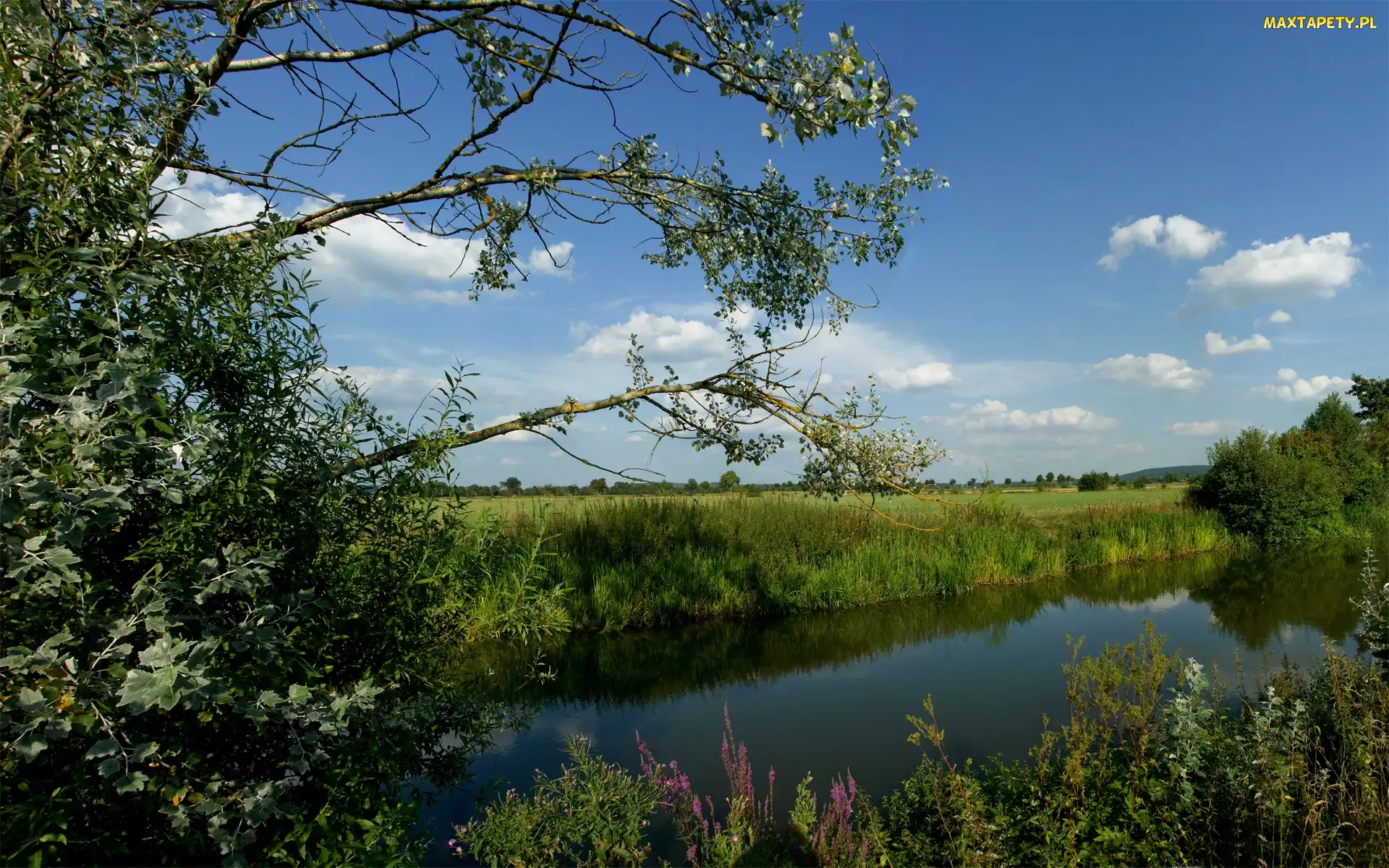 Niebo, Trawy, Rzeka, Drzewa