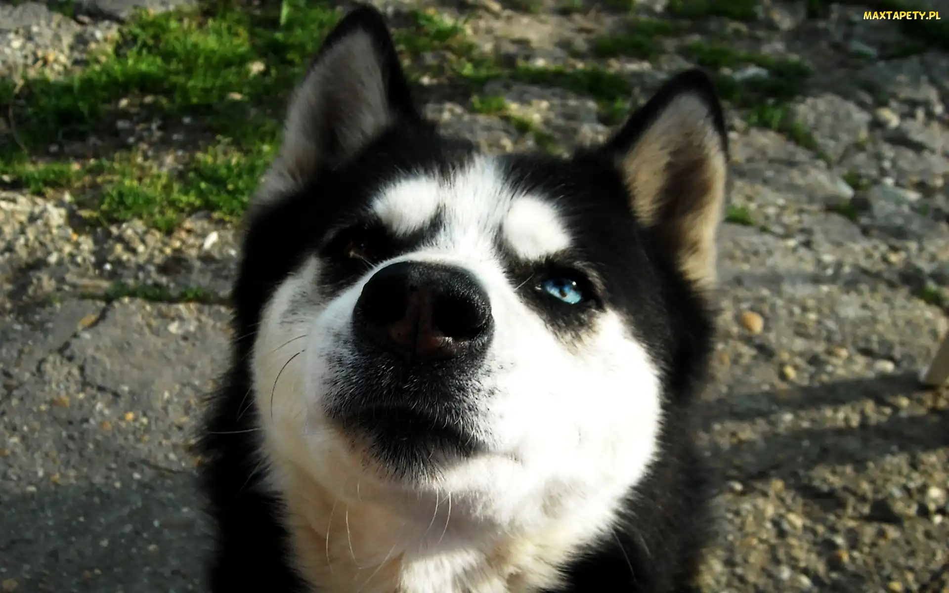 Mordka, Spojrzenie, Husky