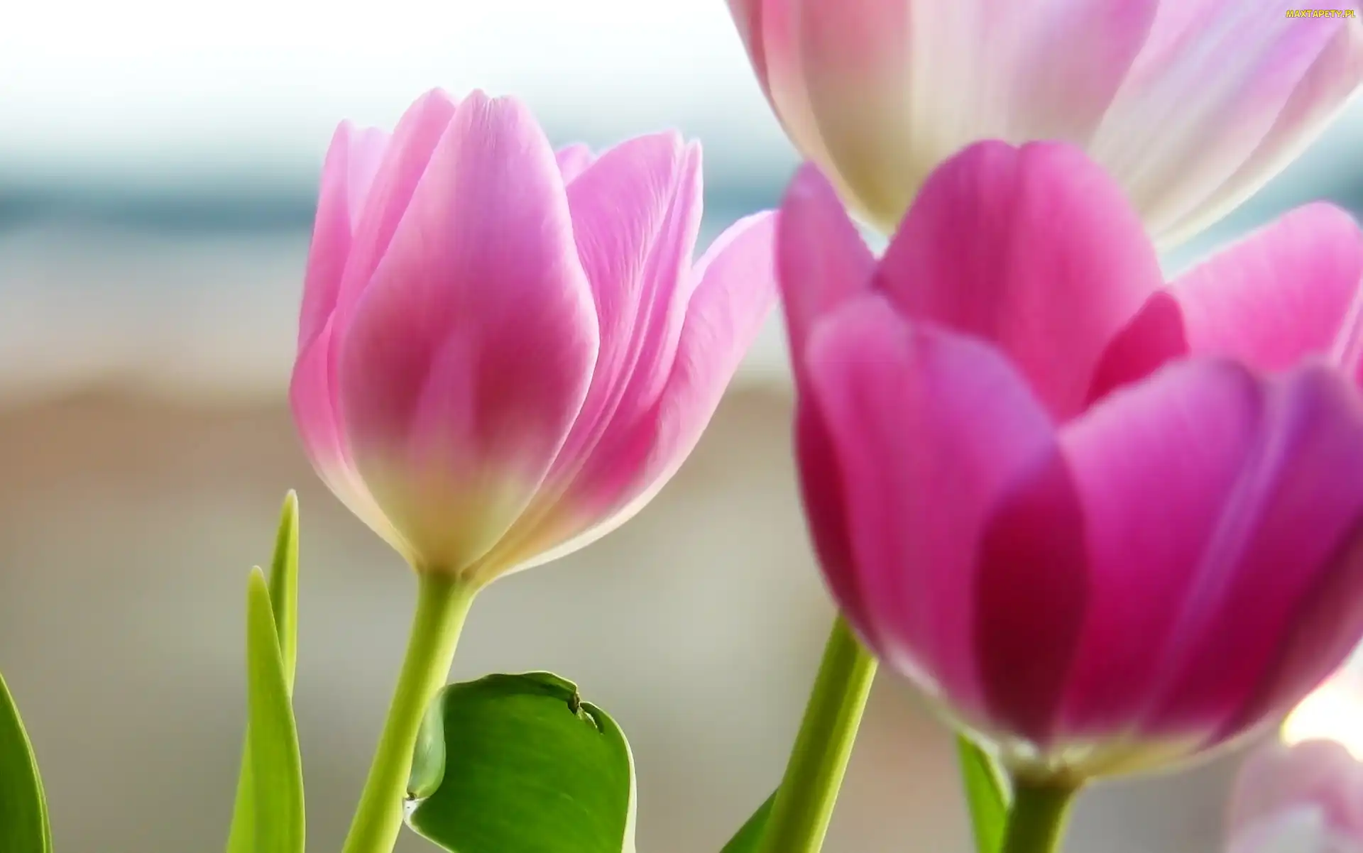 Tulipany, Listki, Trzy