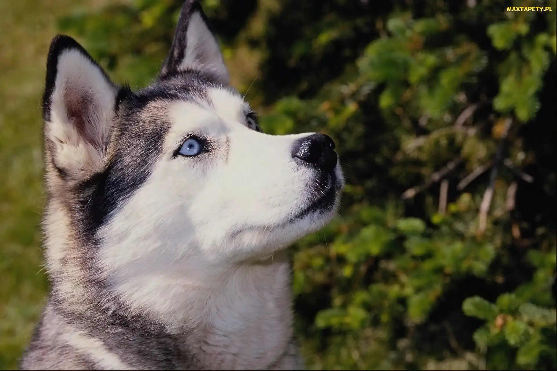 Oczy, Niebieskie, Siberian, Husky