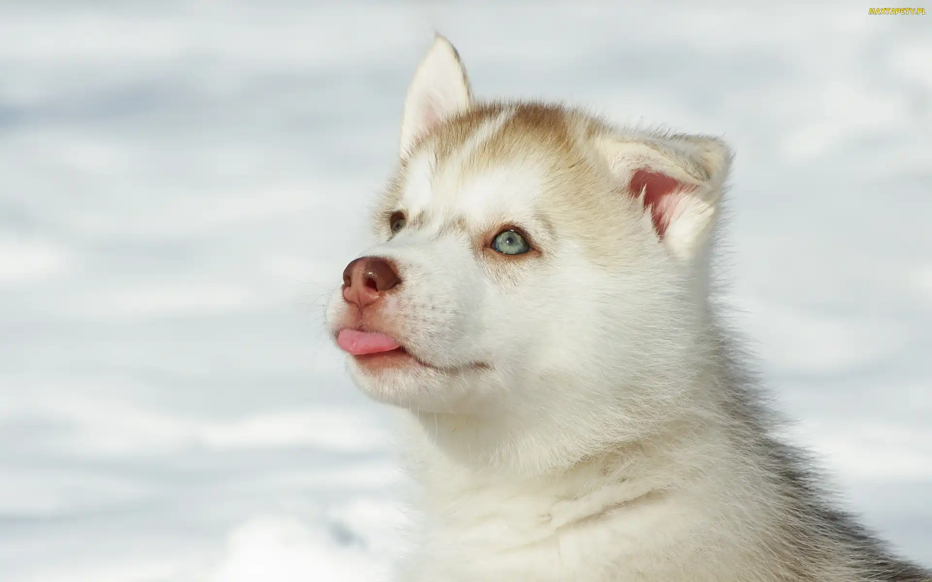 Husky, Śnieg, Języczek, Szczeniak