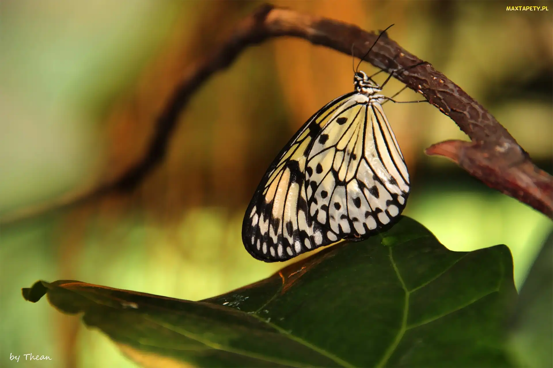 Czarny, Motyl, Biało