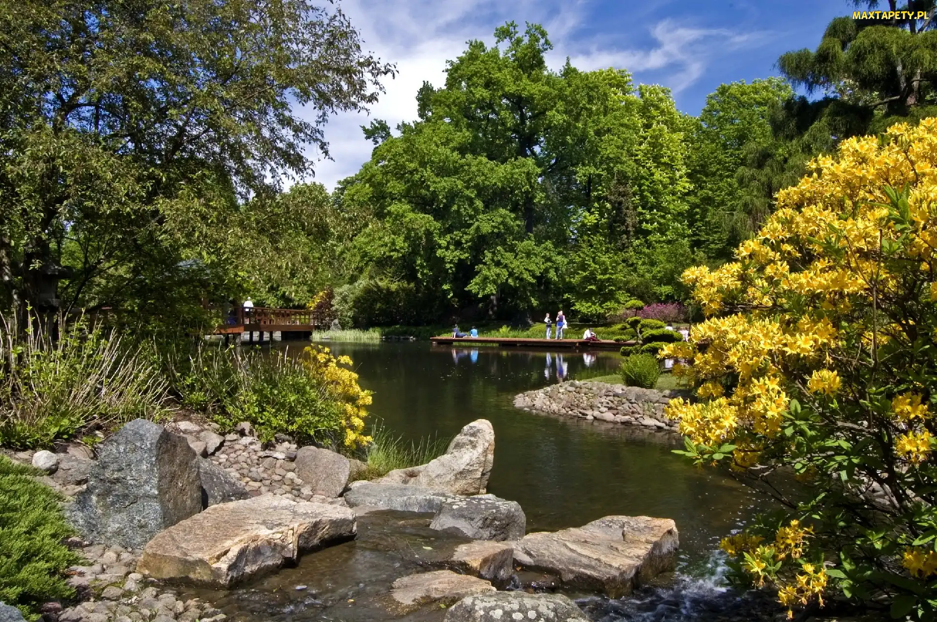Wiosna, Krzewy, Park, Drzewa