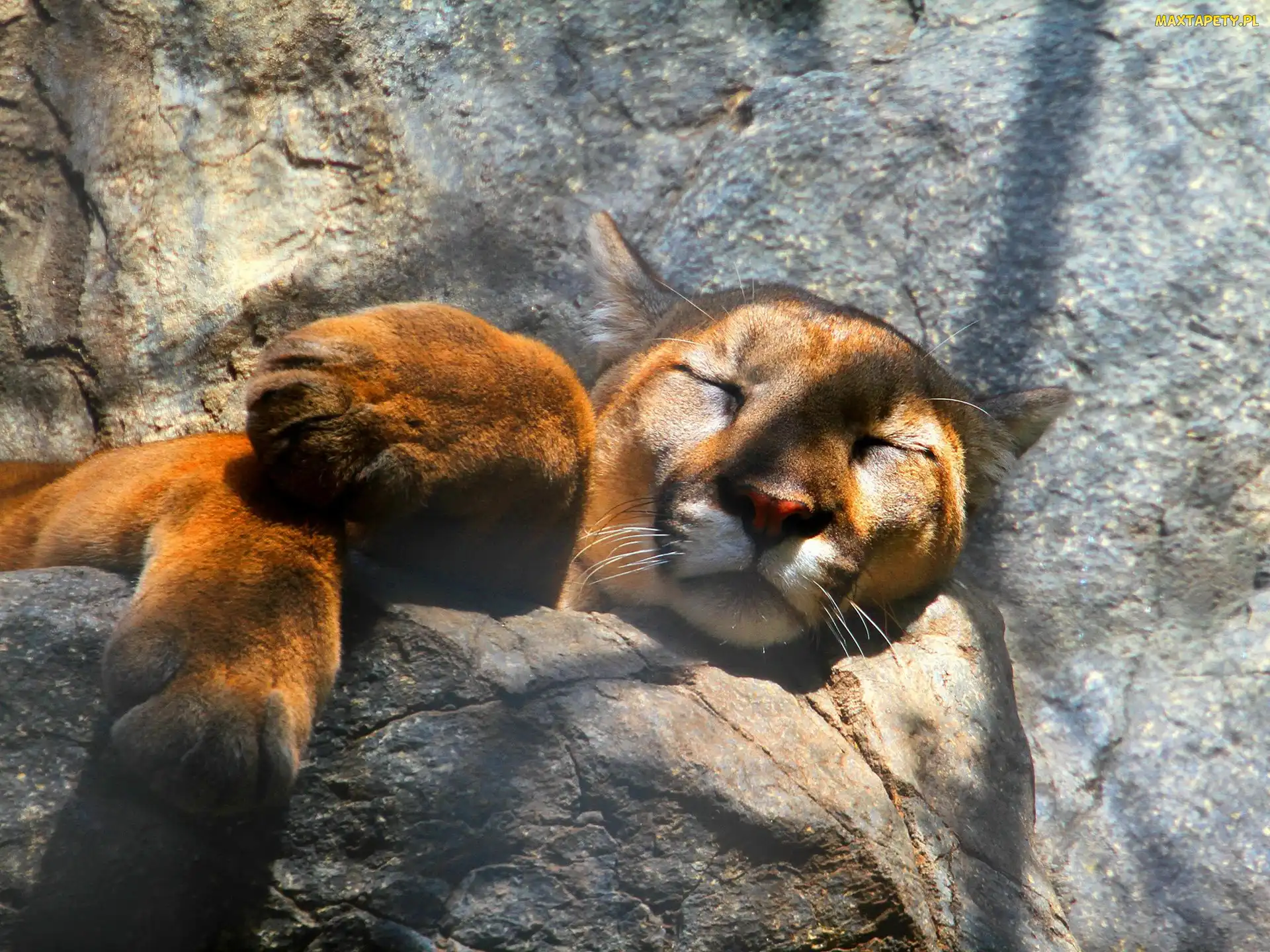 Śpiąca, Puma, Skała