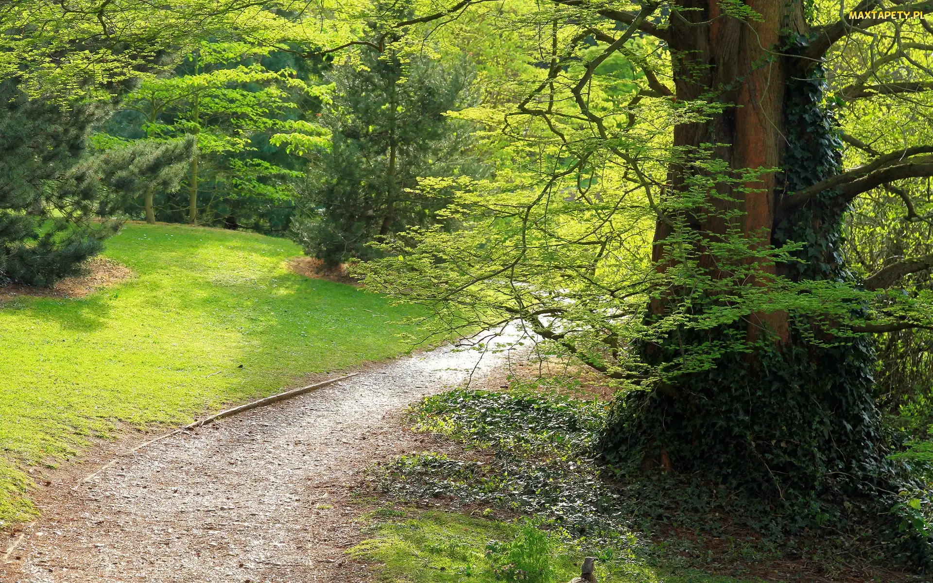 Drzewa, Dróżka, Park