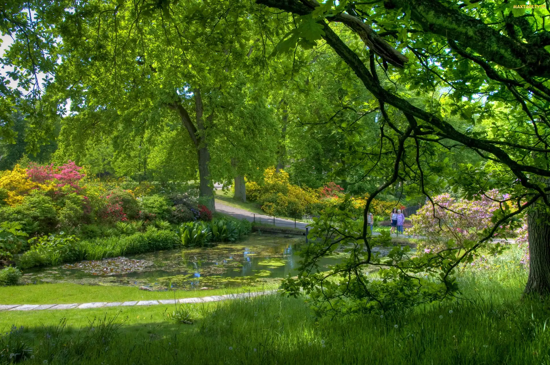 Staw, Zieleń, Park