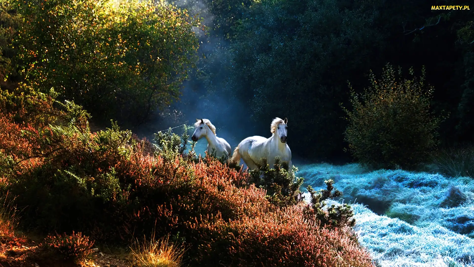 Galop, Krzewy, Konie