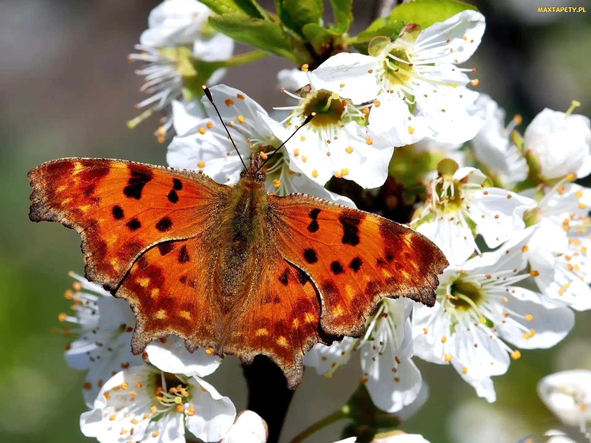 Motyl, Pomarańczowy, Białe, Kwiaty
