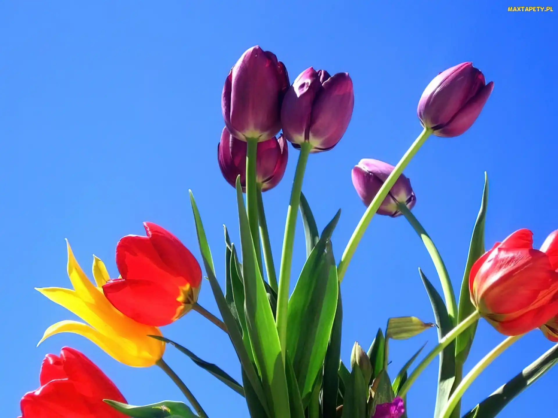 Niebo, Niebieskie, Kolorowe, Tulipany