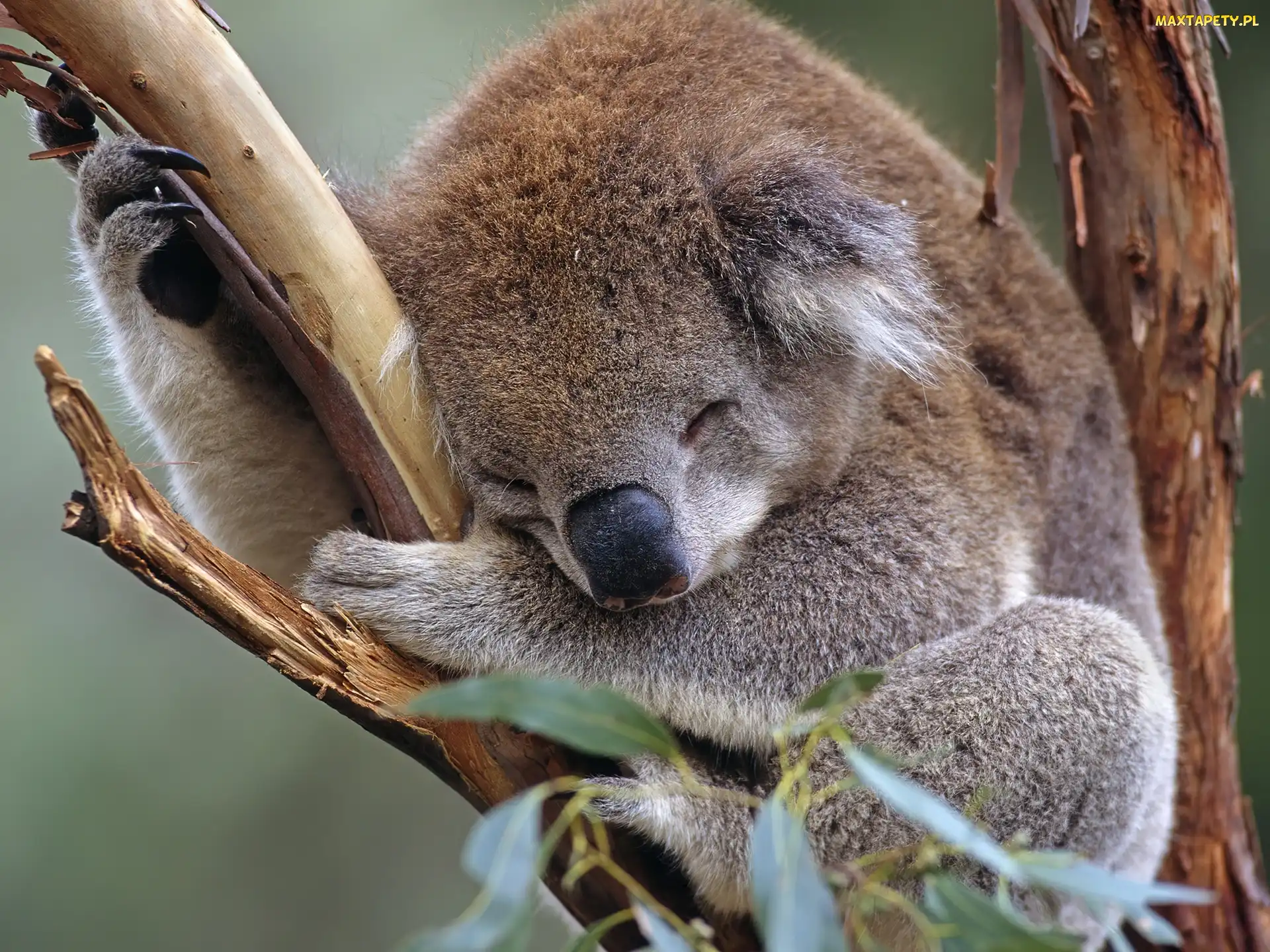 Koala, Drzewo, Śpiący