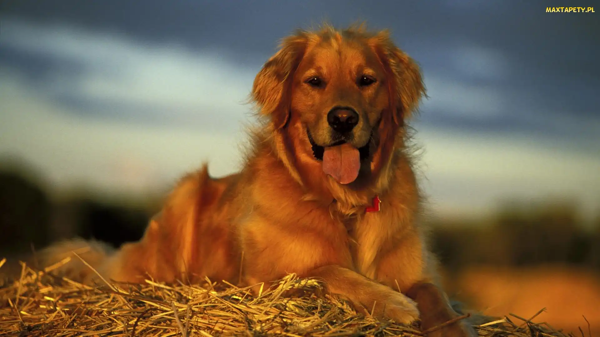 Słoma, Język, Pies, Golden retriever