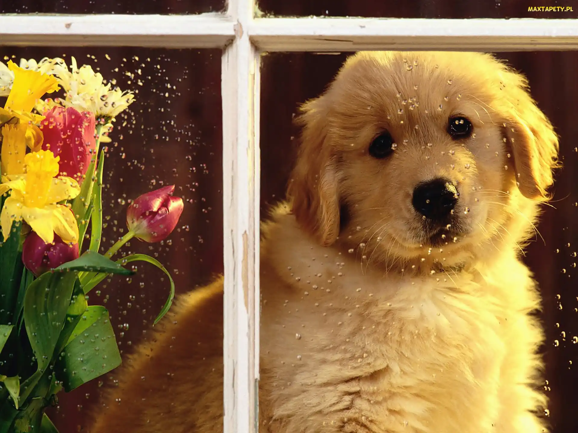 Kwiatów, Pies, Biały, Golden Retriever, Krople, Okno, Deszczu, Bukiet