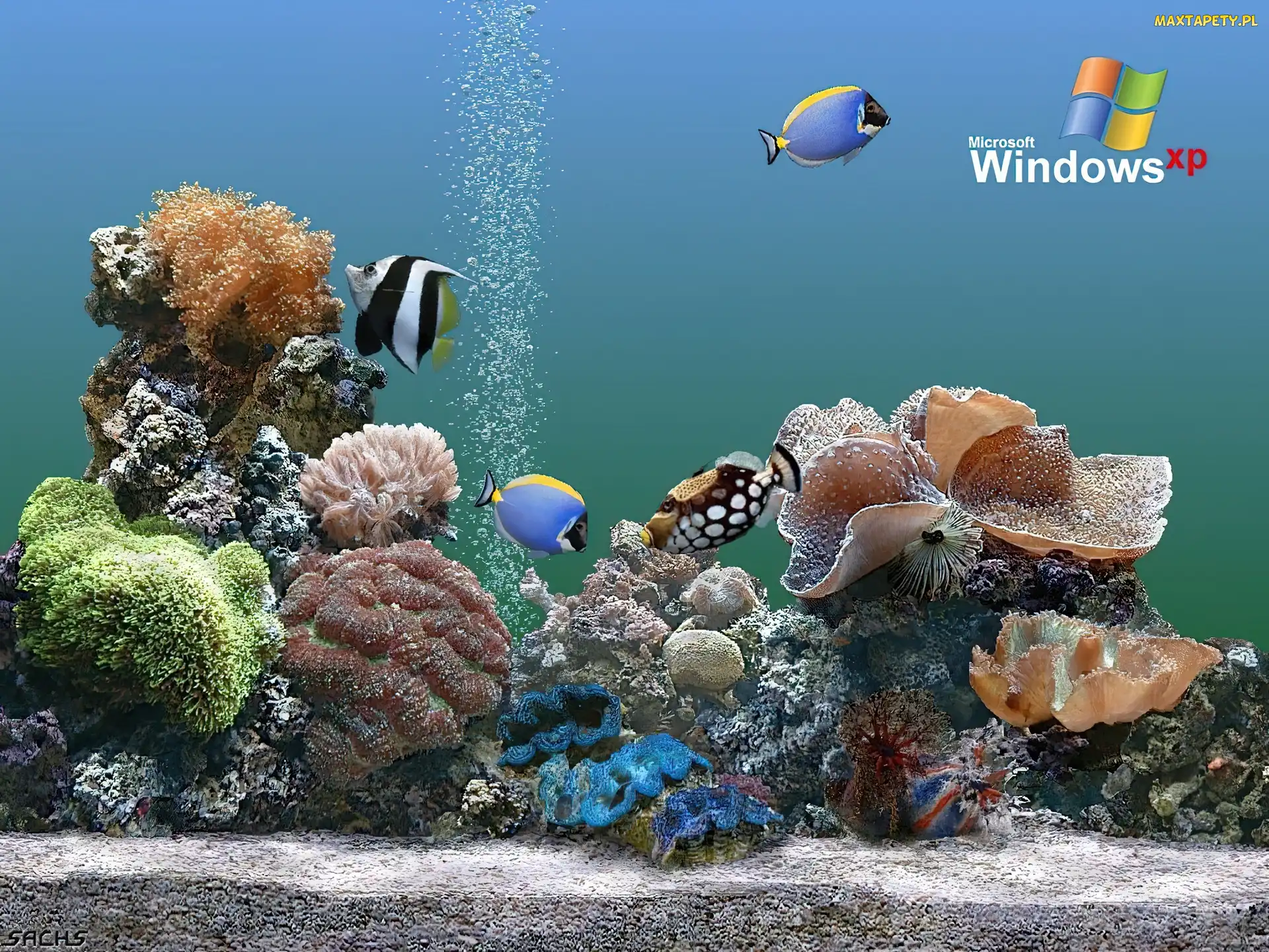 Rybki, Akwarium, Windows, Xp