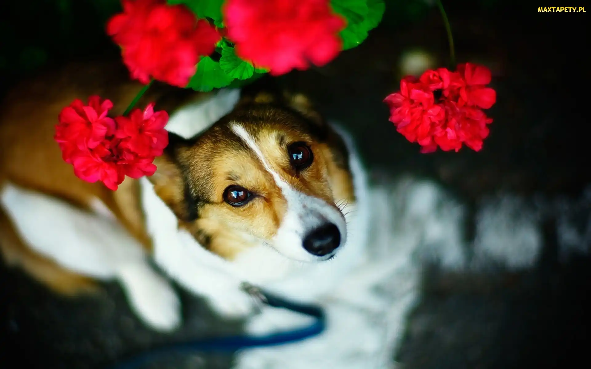Spojrzenie, Pies, Pelargonia
