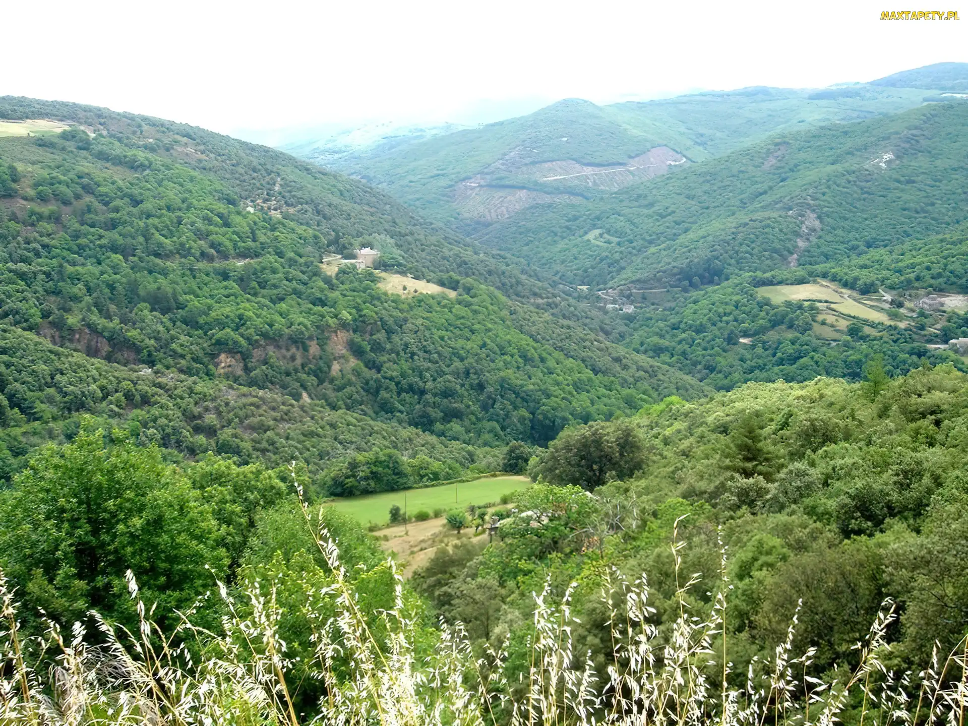 Pasmo, Zieleń, Drzewa, Górskie, Francja