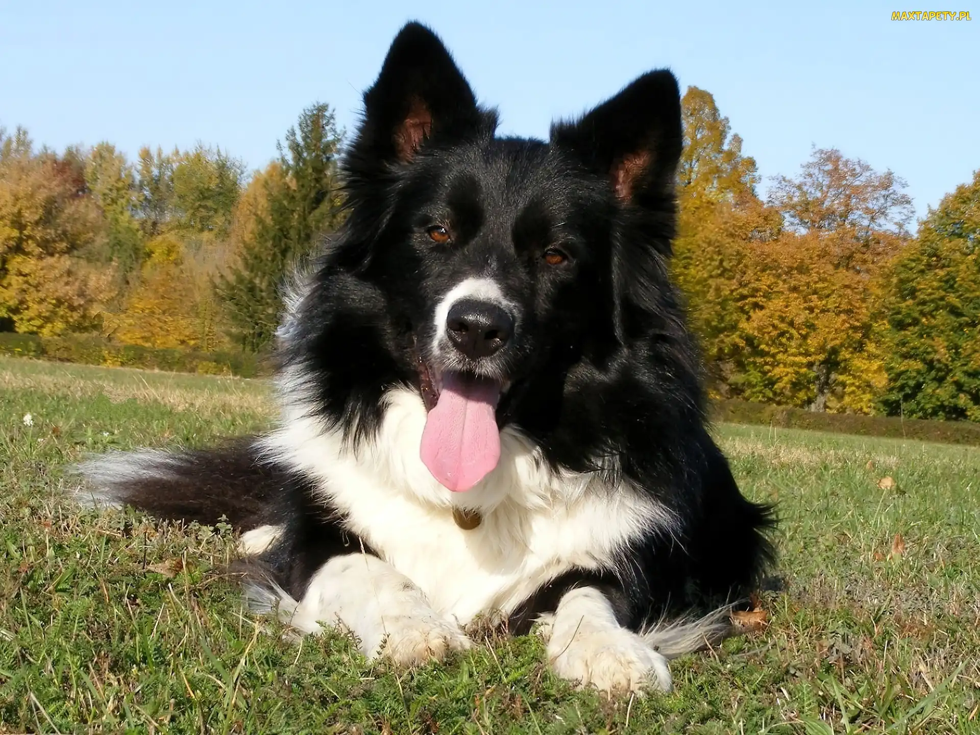Piesek, Border Collie, Wesoły