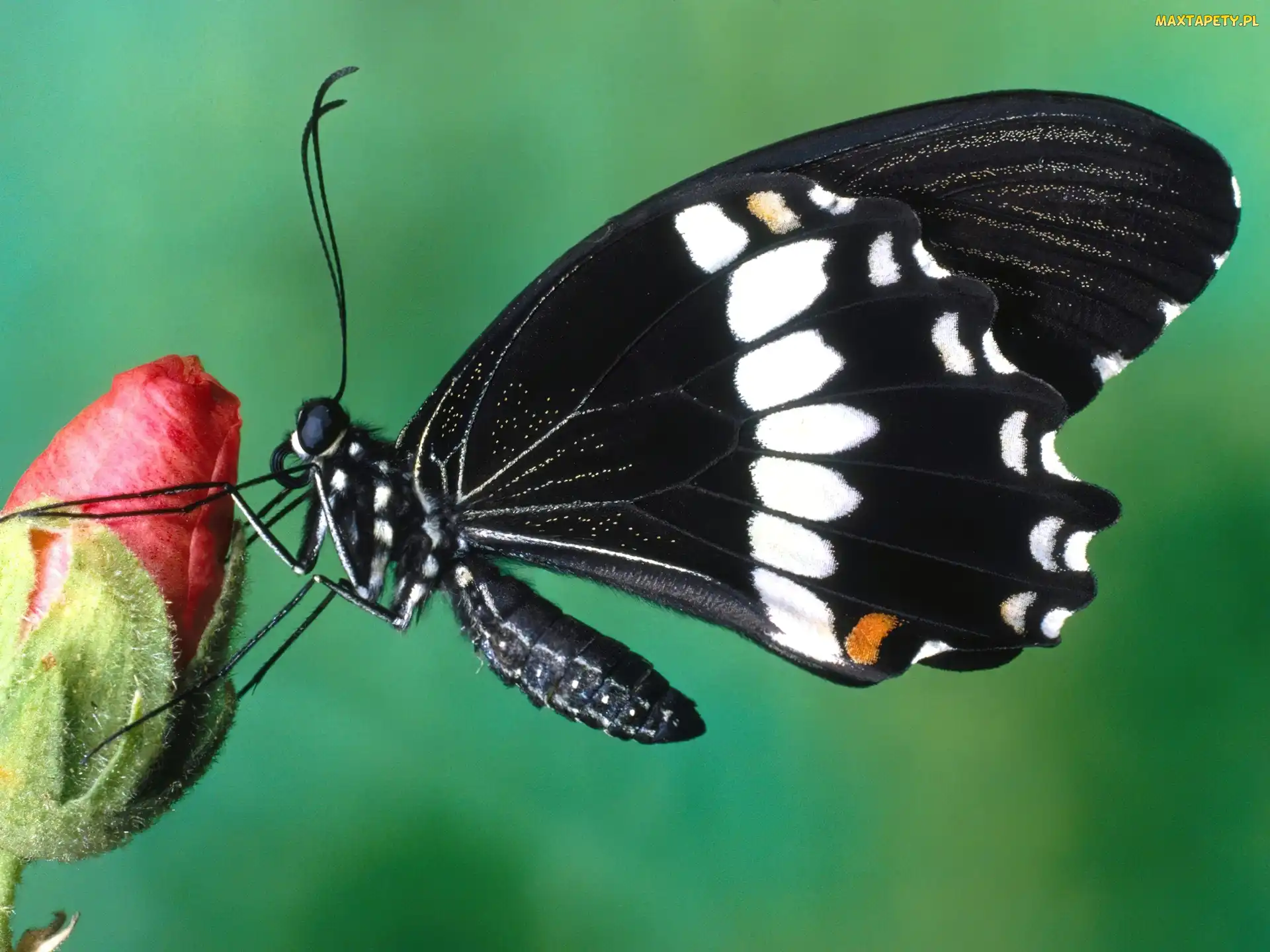 Kwiat, Motyl, Czarno, Biały