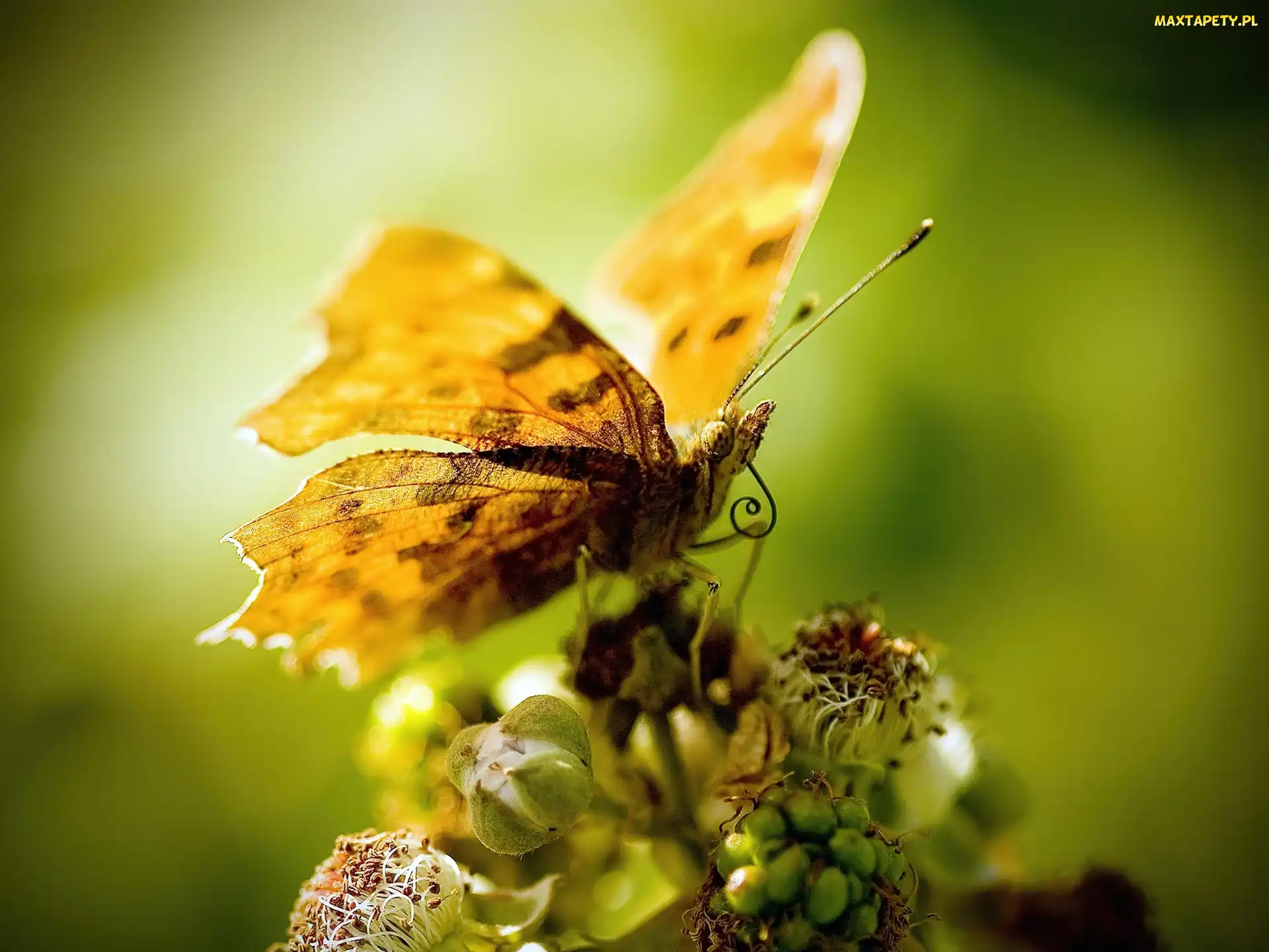 Kwiat, Skrzydełka, Żółty, Motyl