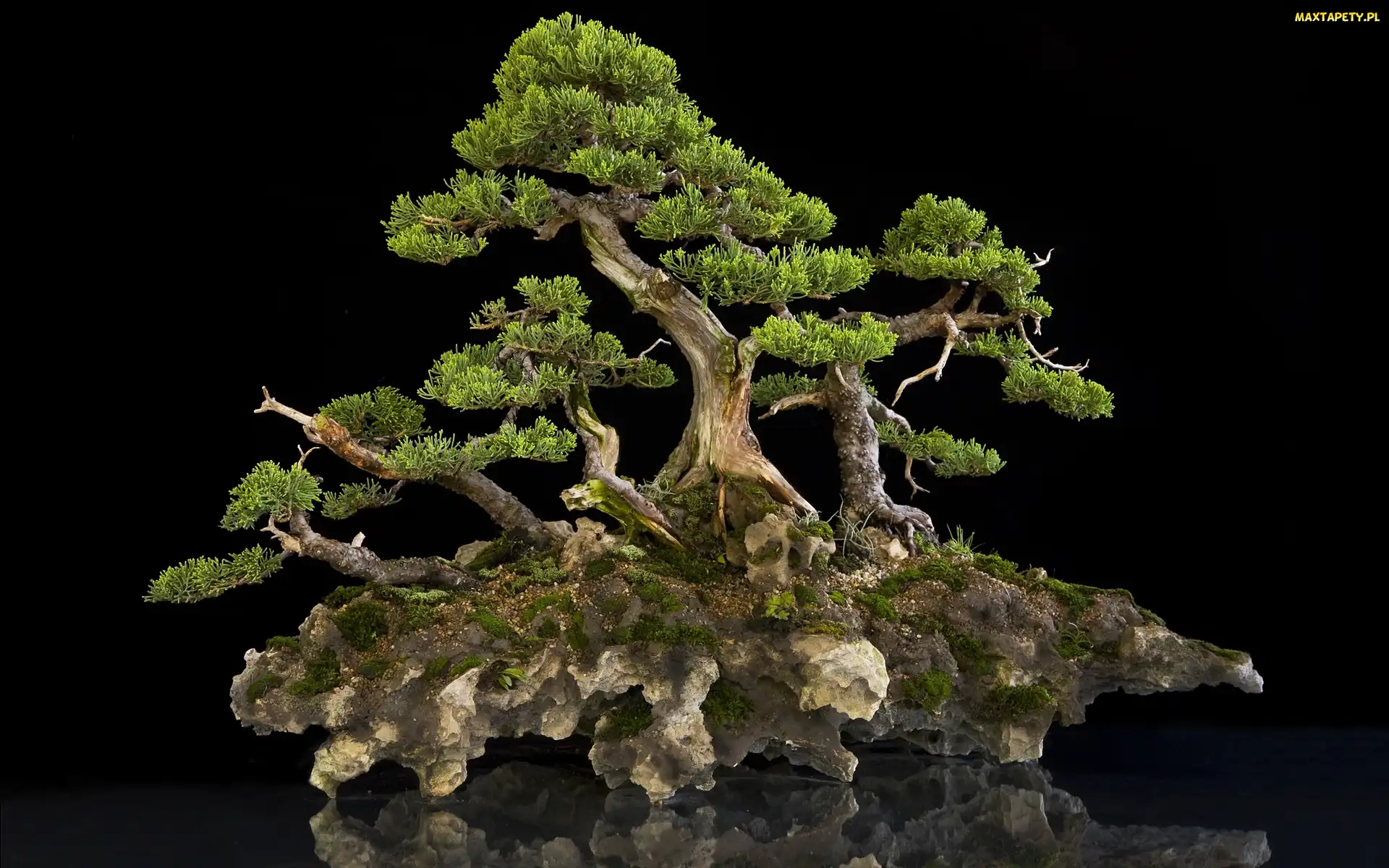 Na, Miniaturka, Bonsai, Skale, Drzewo