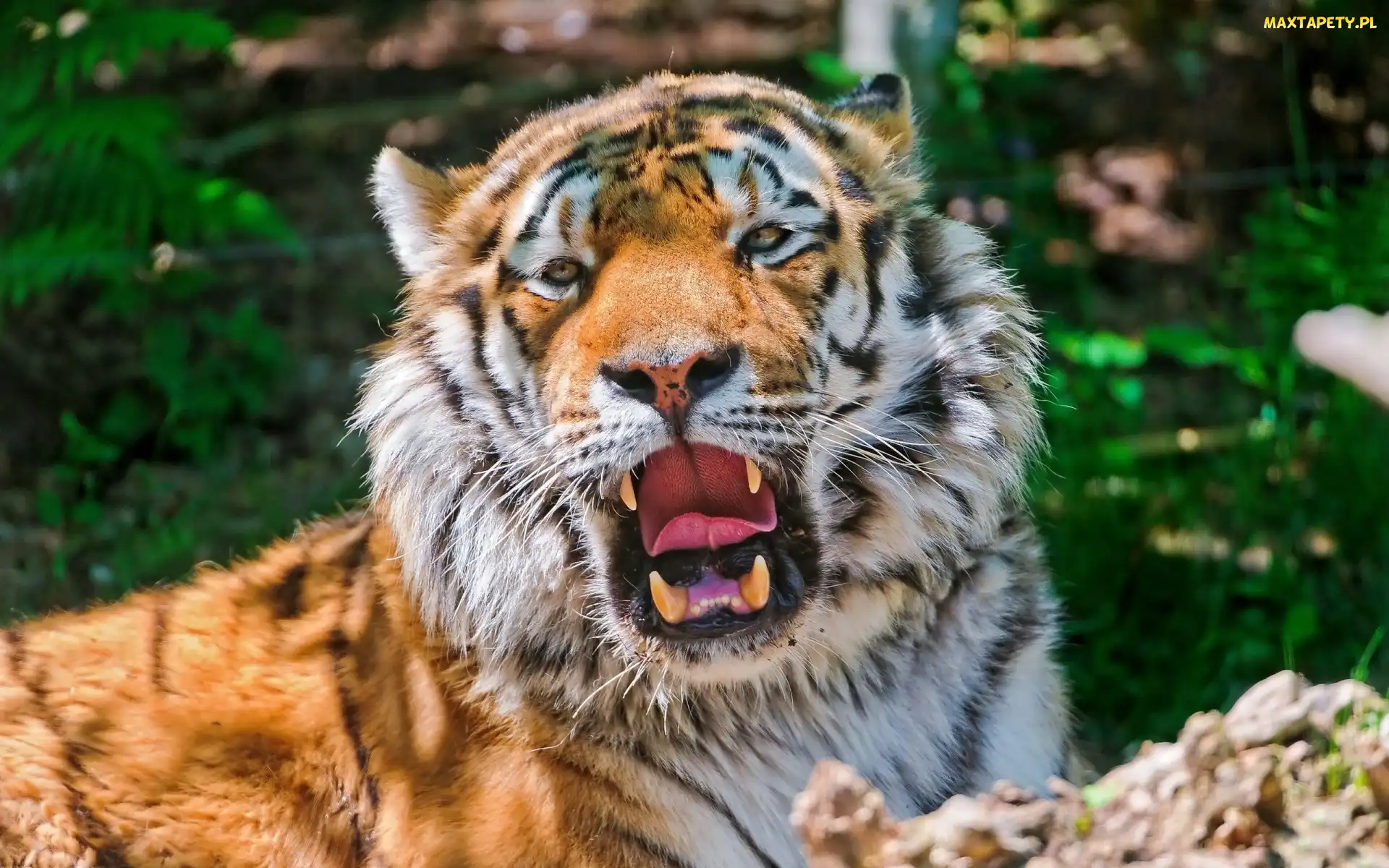 Ryk, Kły, Tygrys