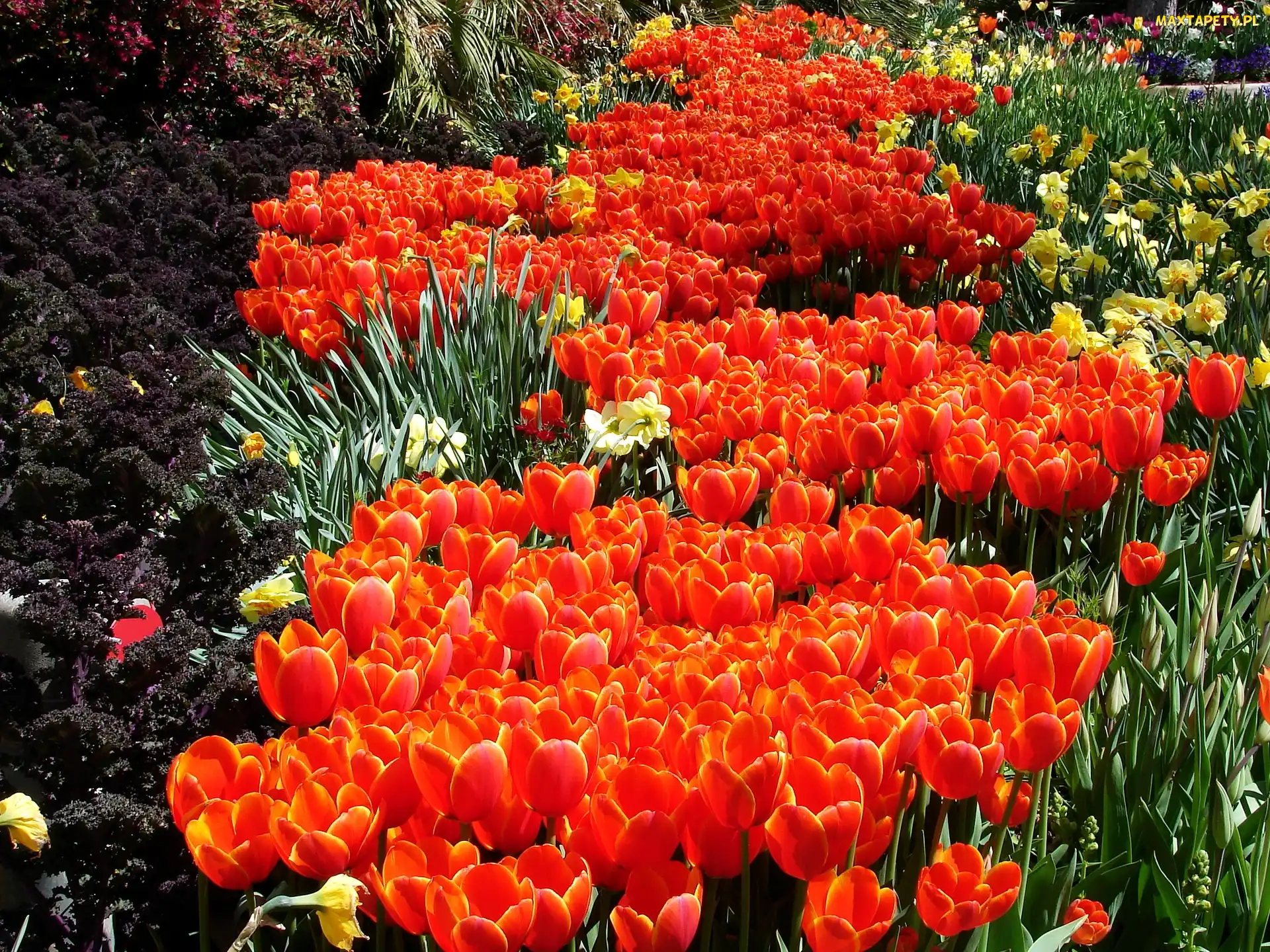 Pomarańczowe, Kwiatowy, Dywan, Tulipany