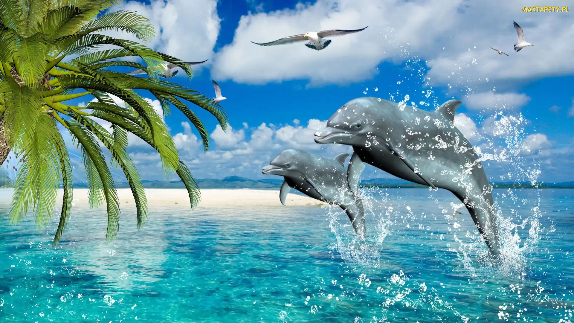 Morze, Palmy, Delfiny