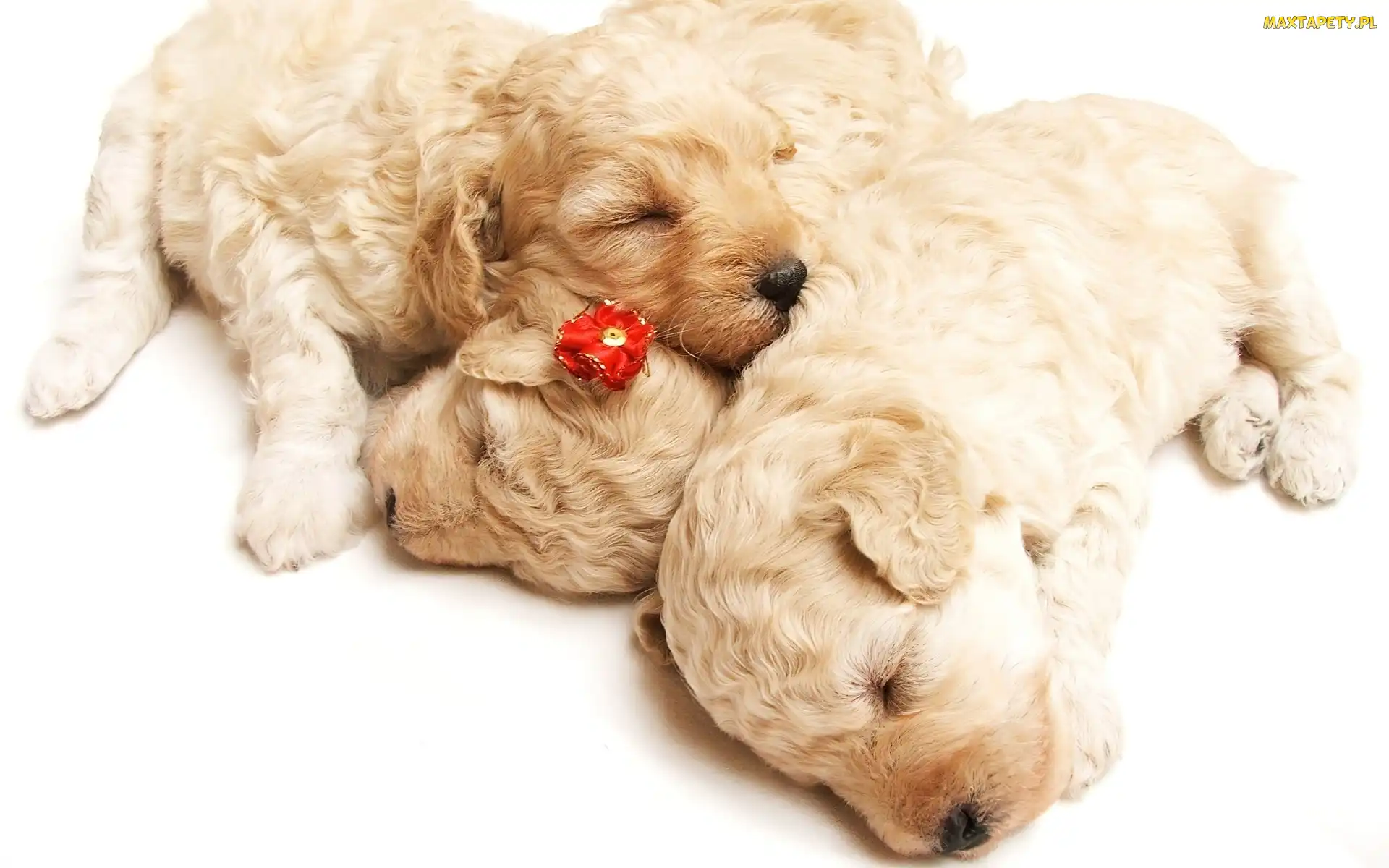 Szczeniaczki, Golden Retriever, Trzy