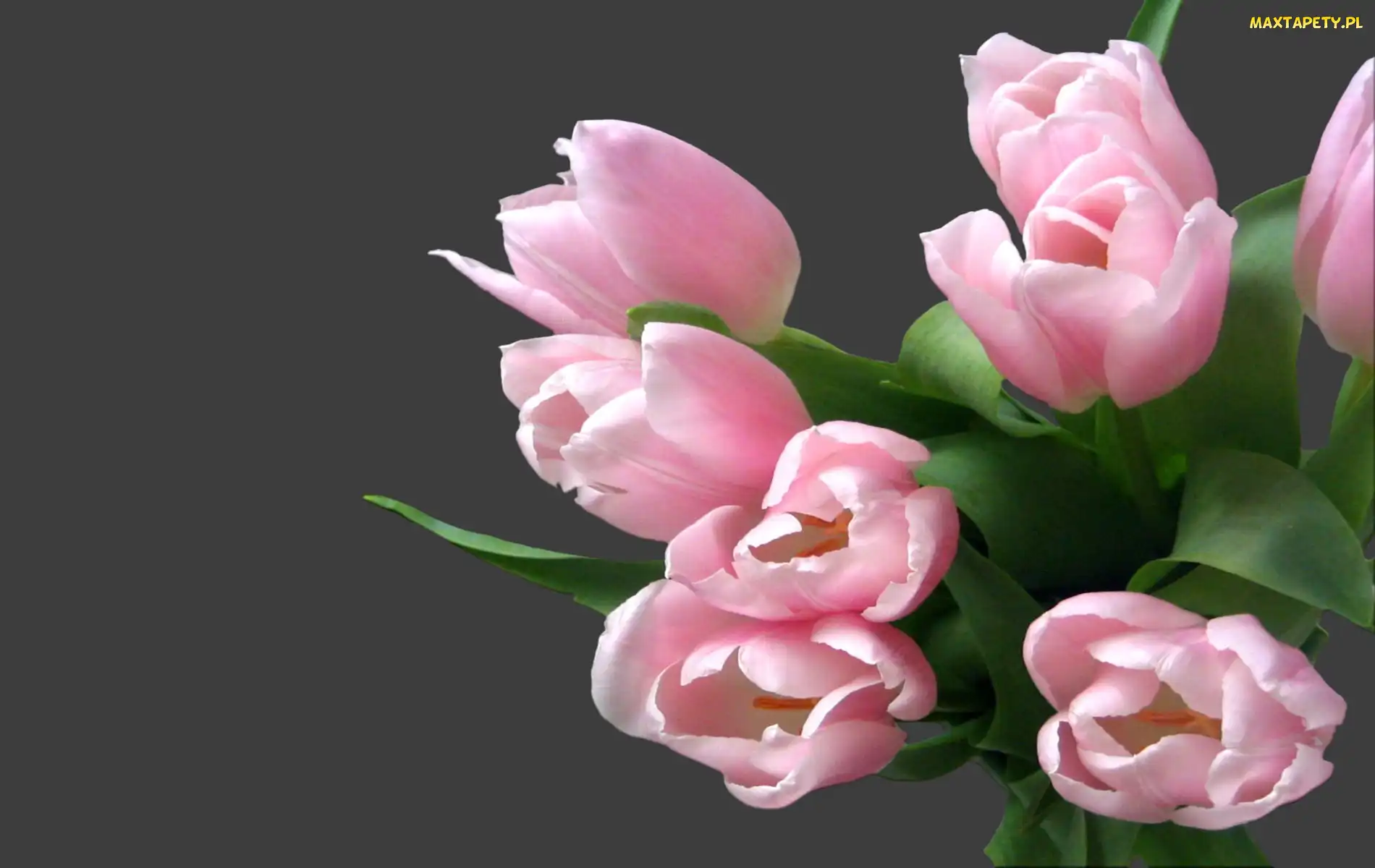 Tulipany, Różowe