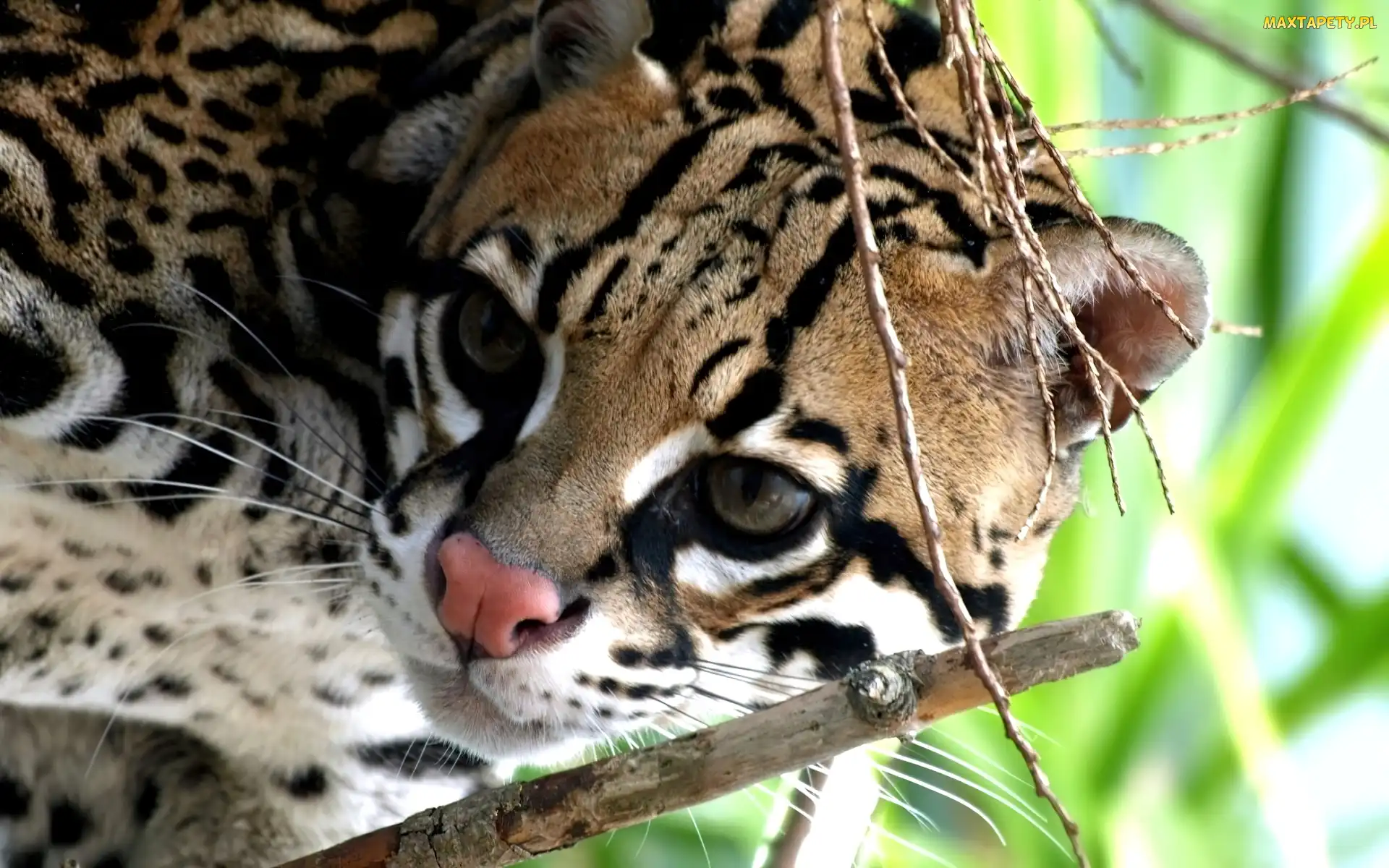 Gałązki, Nosek, Ocelot, Różowy