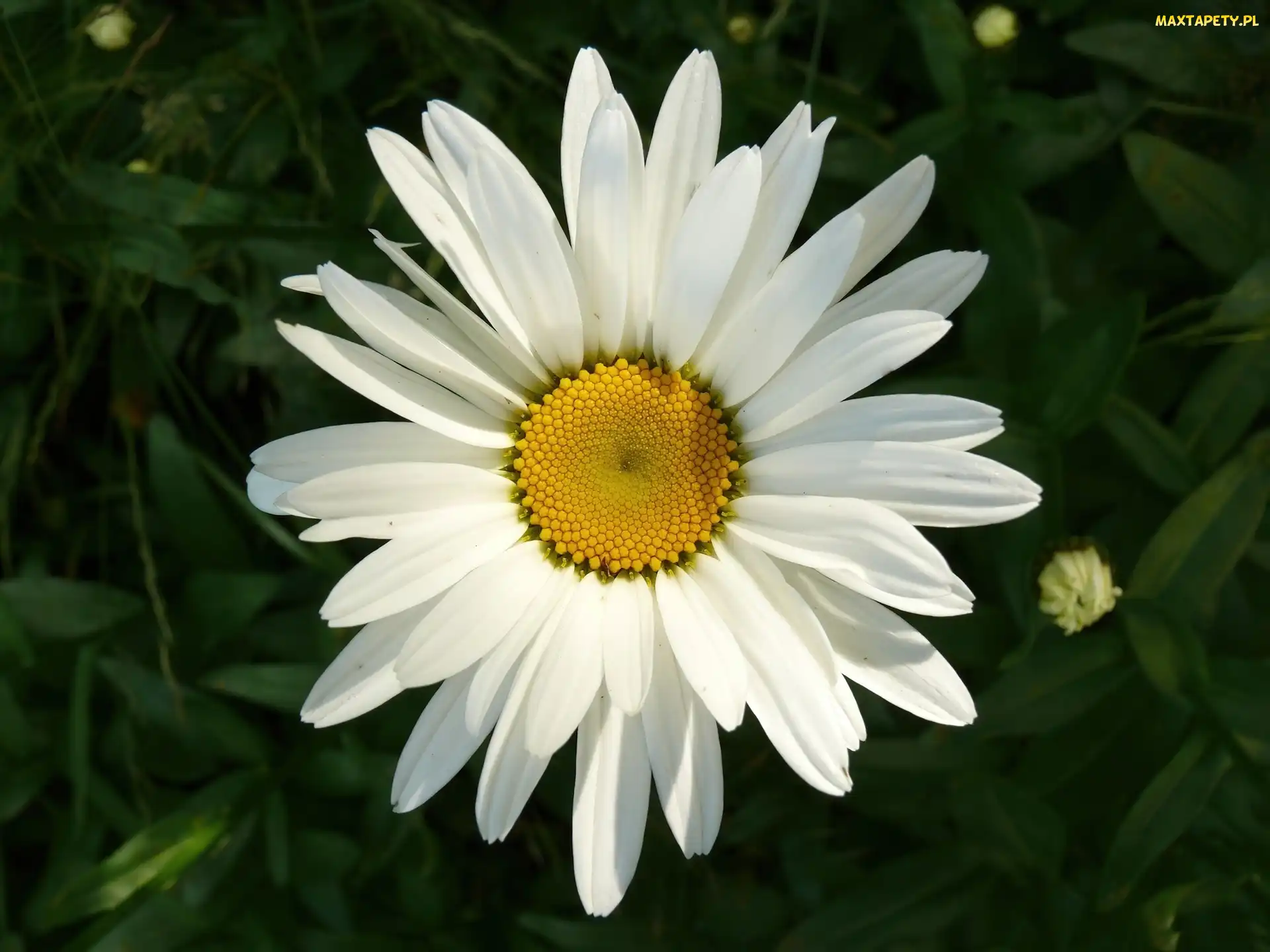 Biała, Margerytka