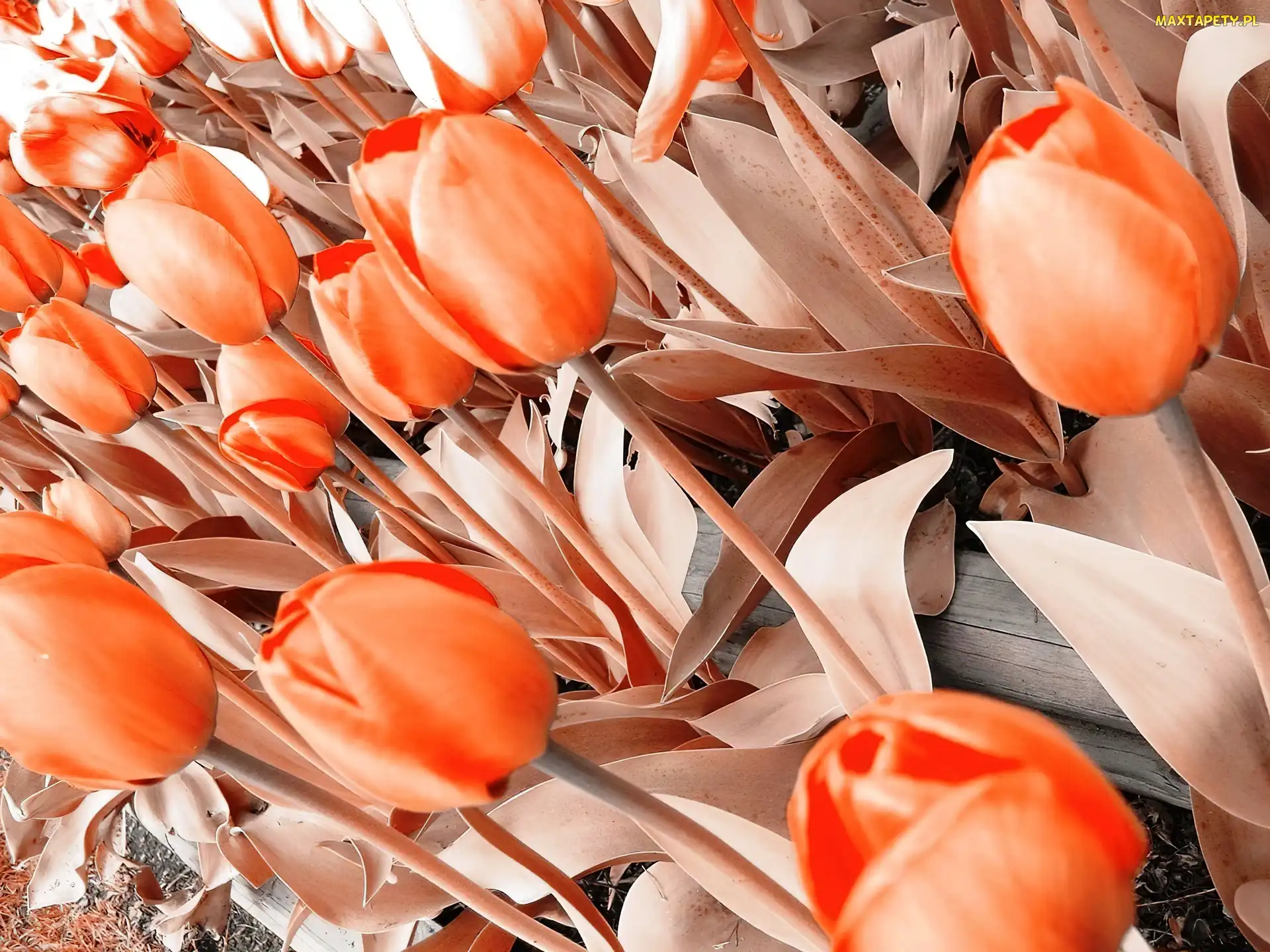 Tulipany, Pomarańczowe