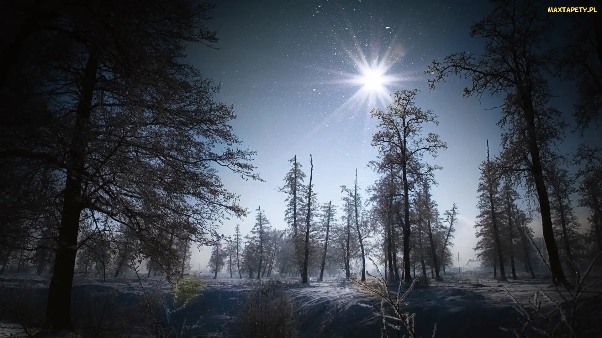 Słońce, Niebo, Las, Drzewa