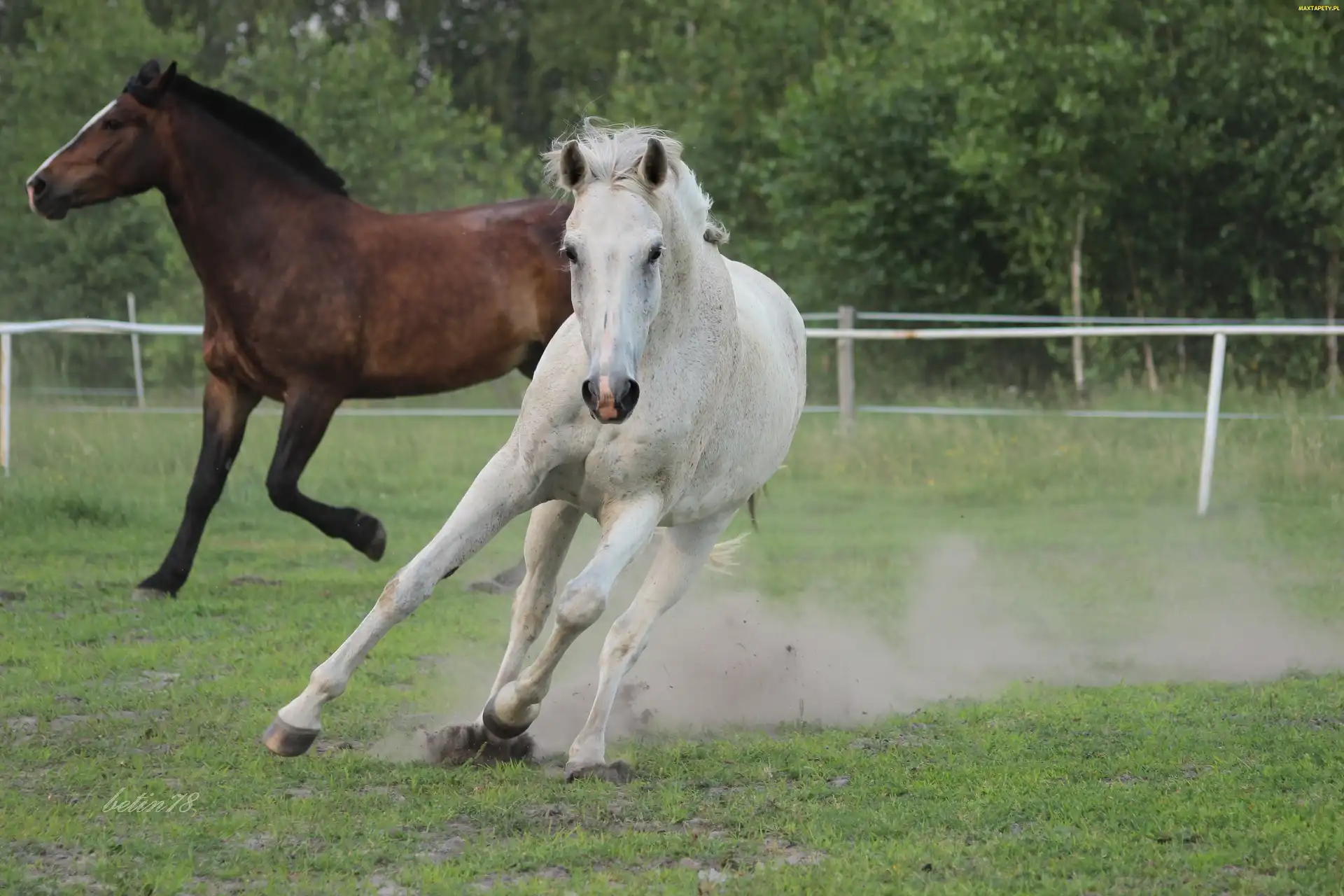 Pastwisko, Galop, Klacz, Siwa