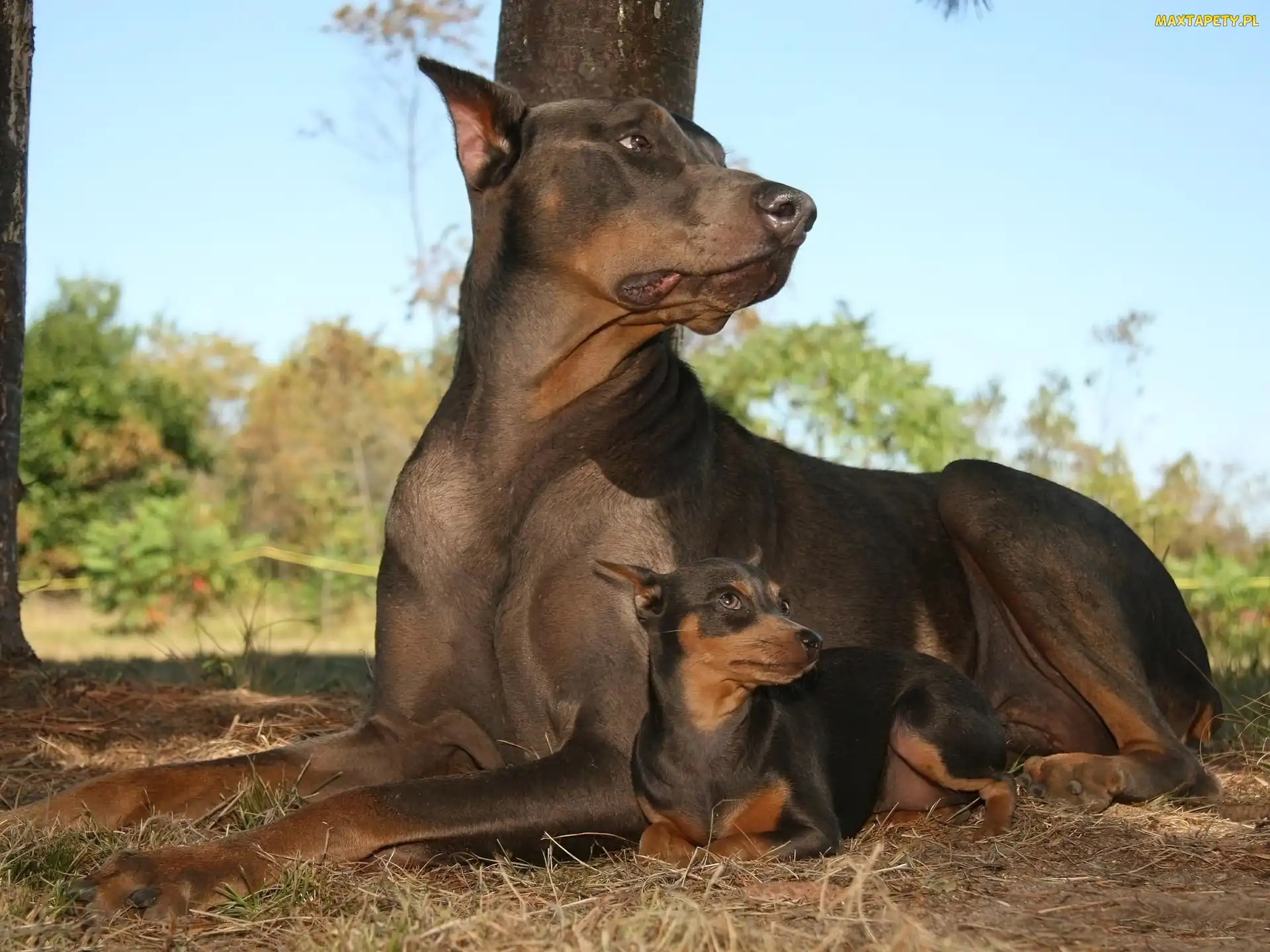 Duży, Pinczer, Mały, Doberman